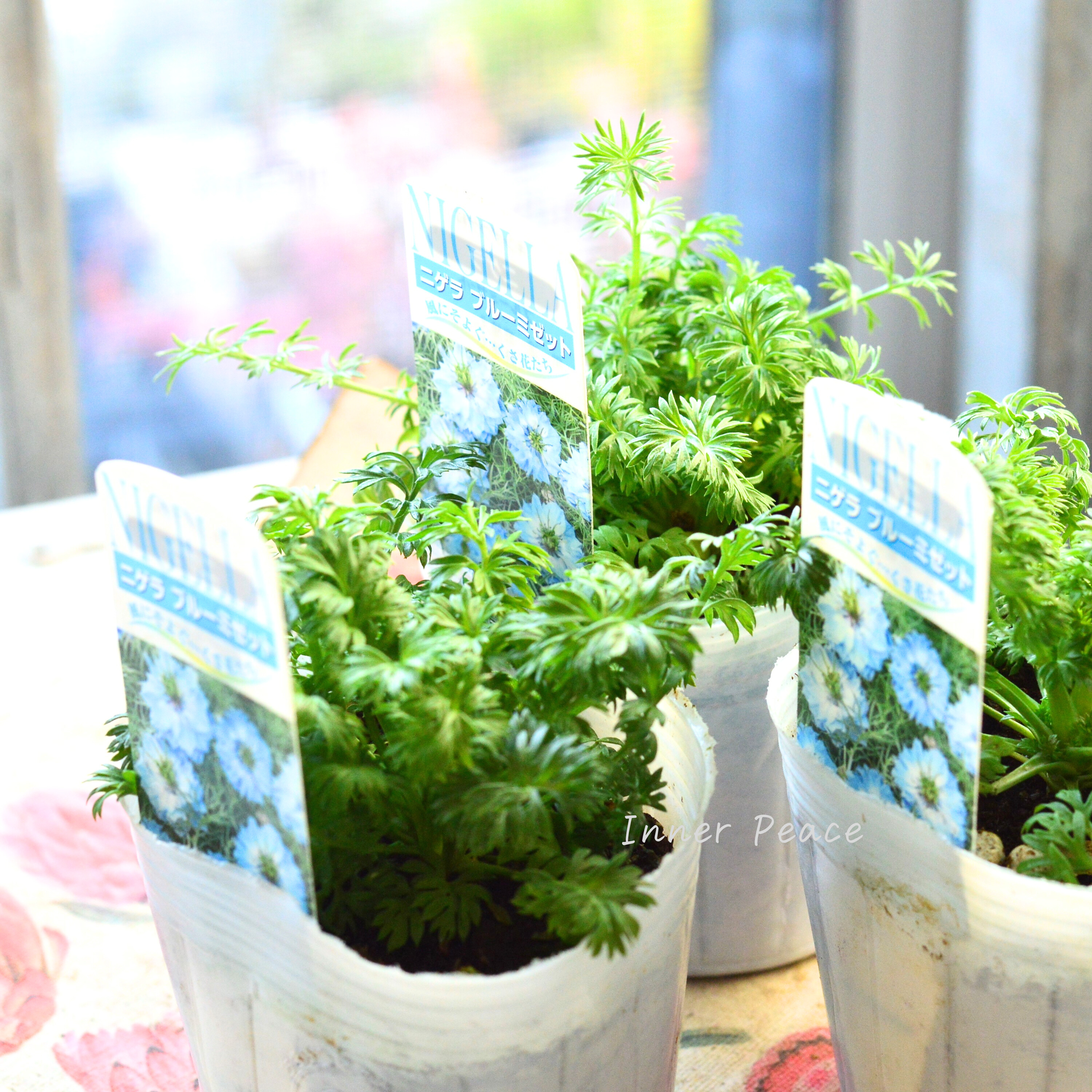 【オシャレ】 ニゲラ 『ブルーミゼット』植え込み用 3寸POT