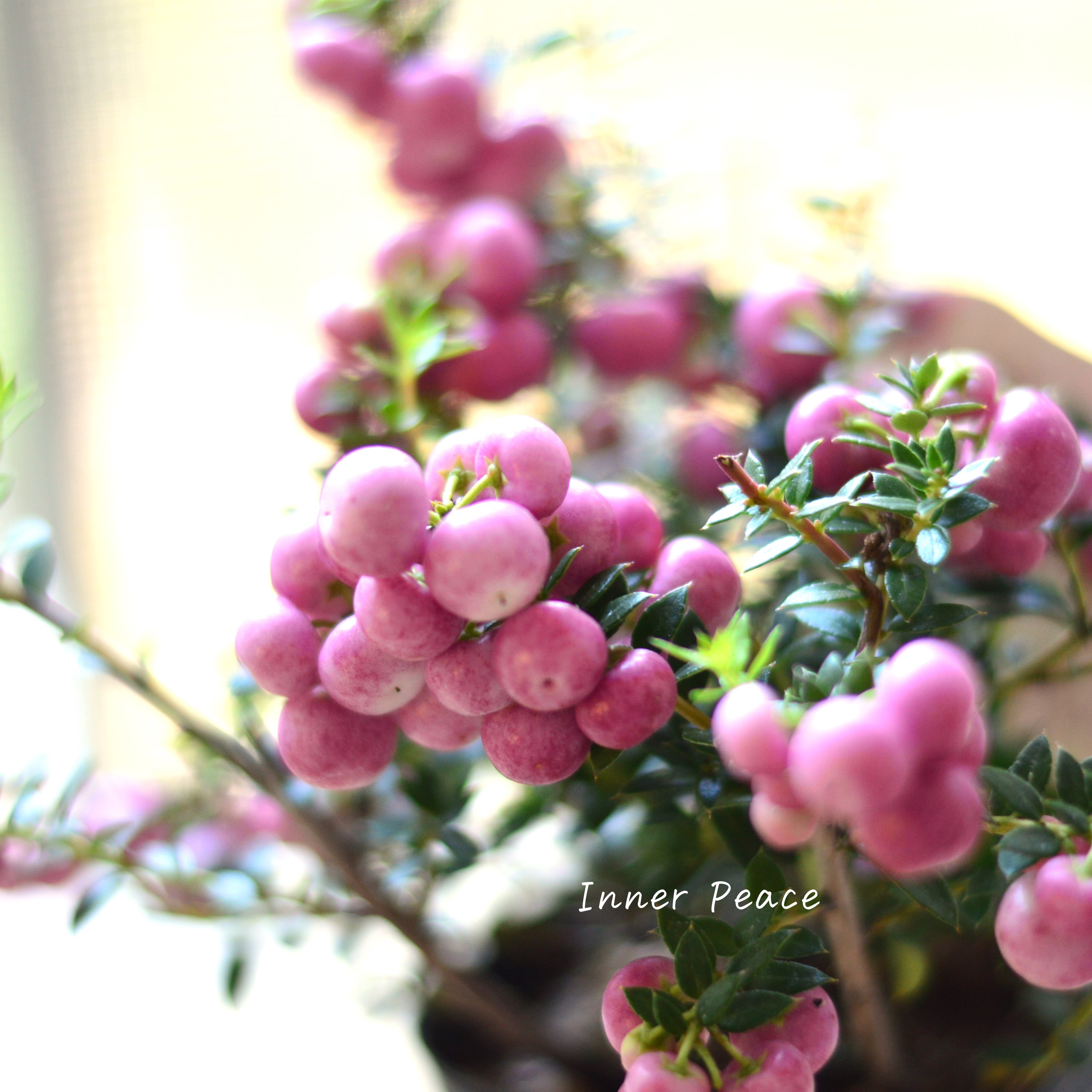 【かわいい】 デコベリー(ペルネッチア) ピンク 3寸POT