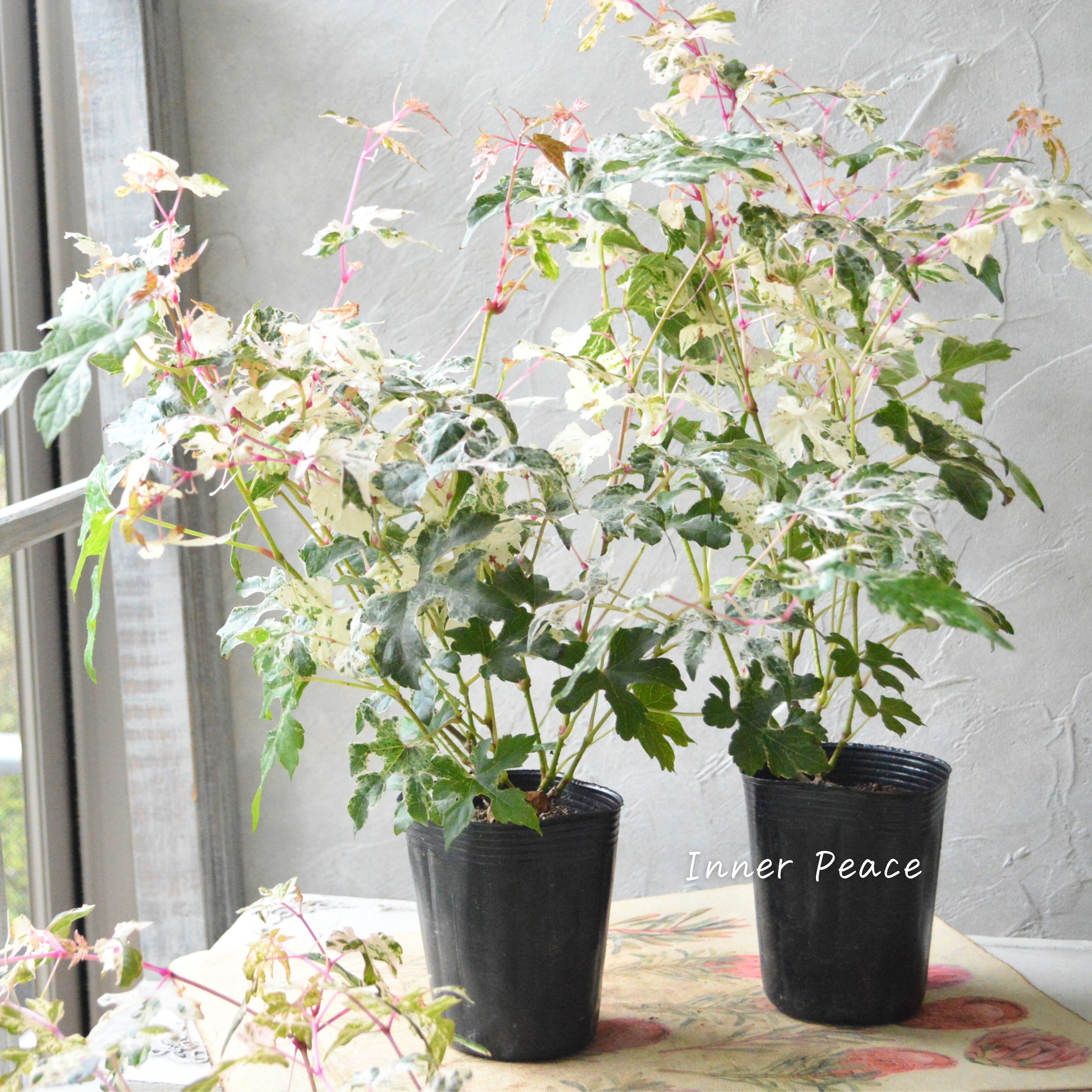 【美しい】 斑入りノブドウ 3寸POT