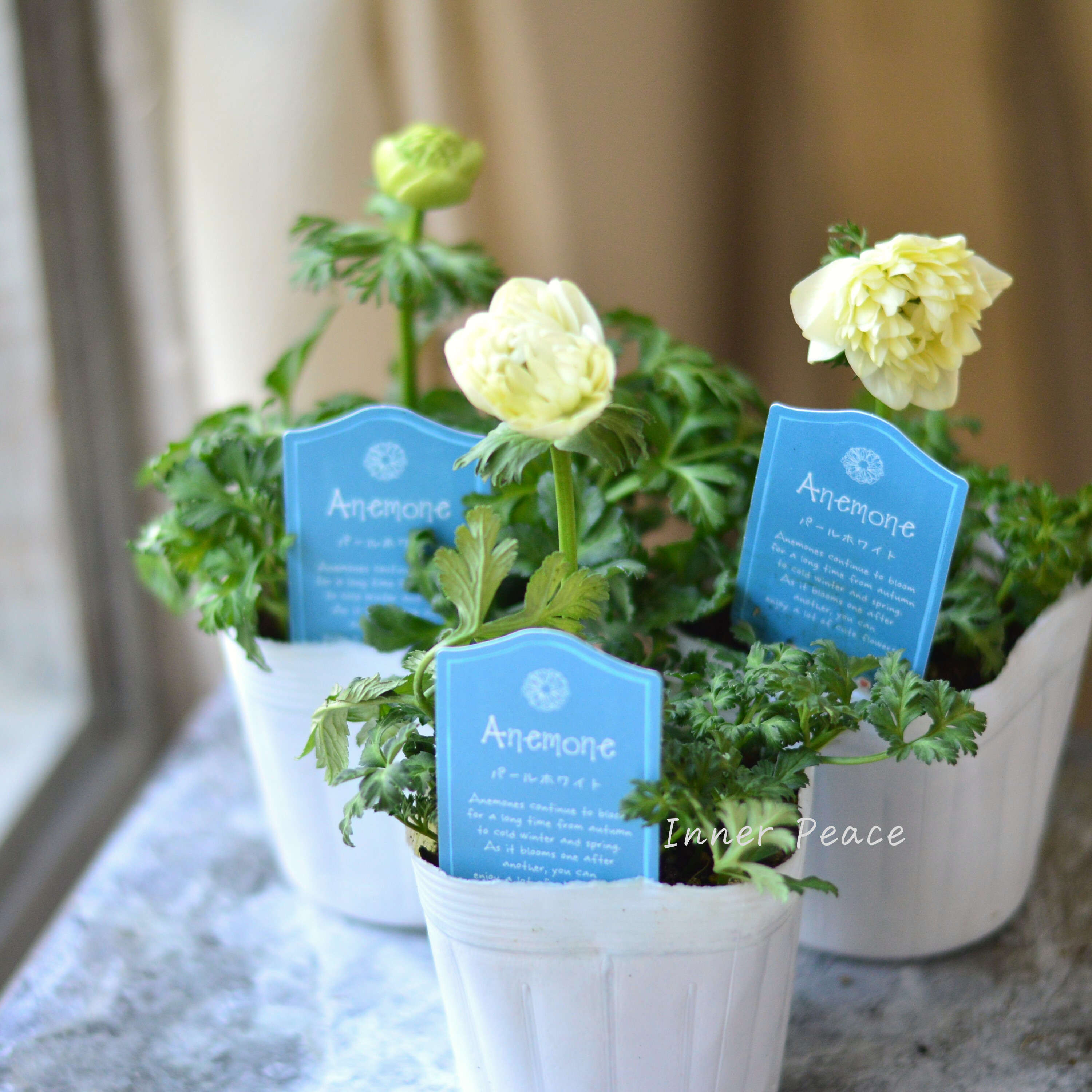 【八重咲き】 アネモネ 『パールホワイト』 3~3.5寸POT