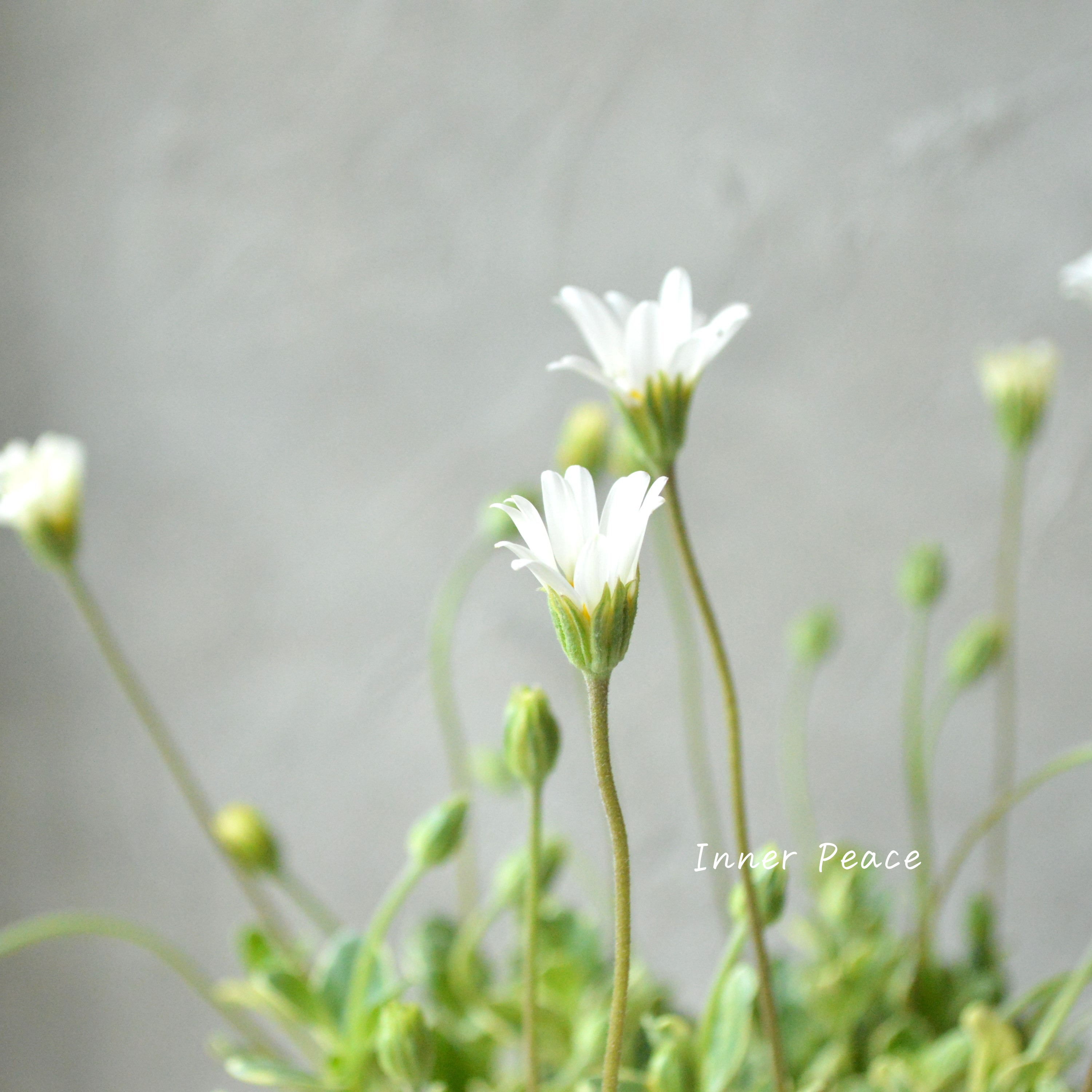 【斑入り】 ブルーデージー 『ペガサス』 3号POT