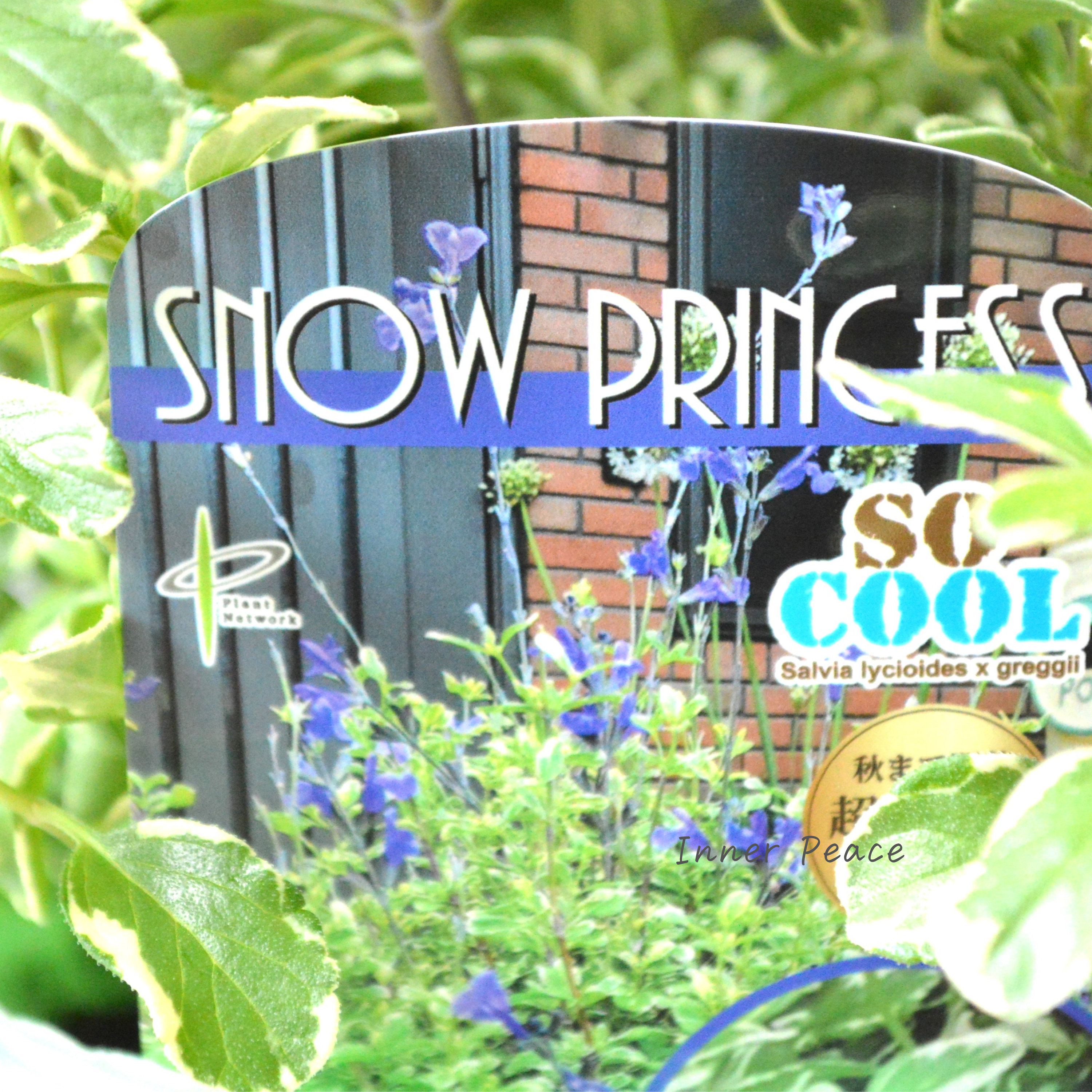 【斑入り】 サルビア 『ソークール・スノープリンセス』 3.5寸ロングPOT