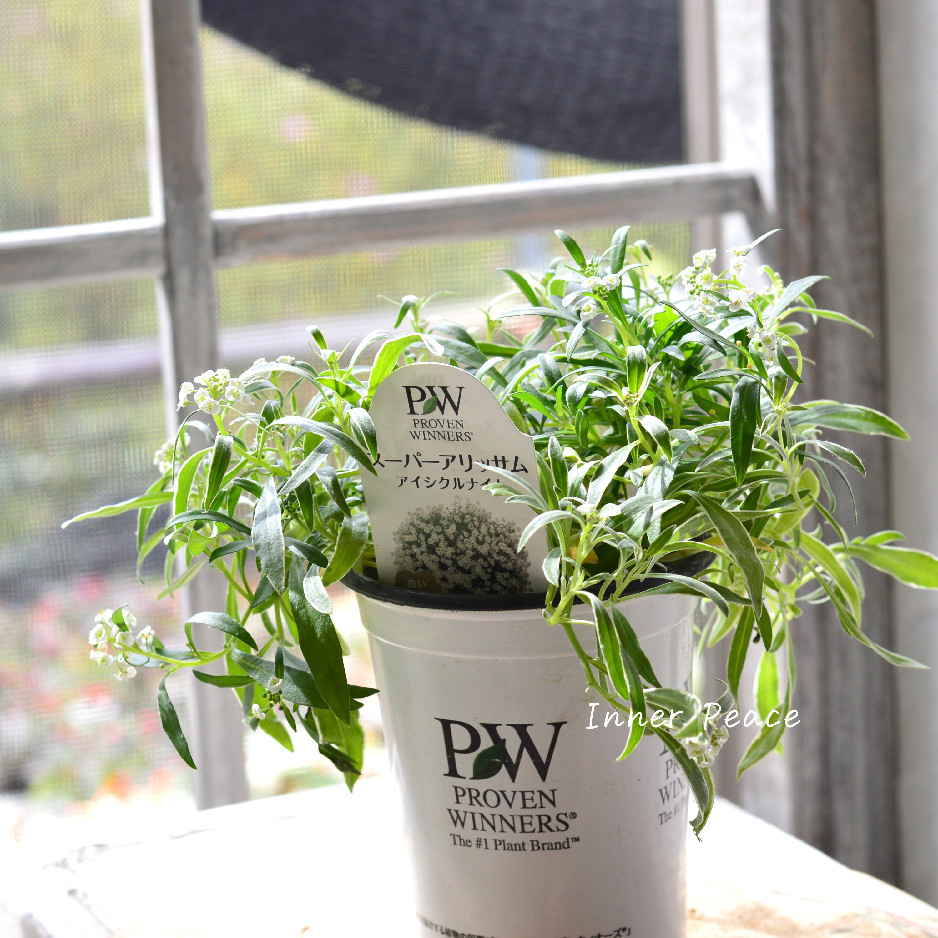 【PWさん】 2024New! スーパーアリッサム 『アイシクルナイト』 3.5寸硬質POT