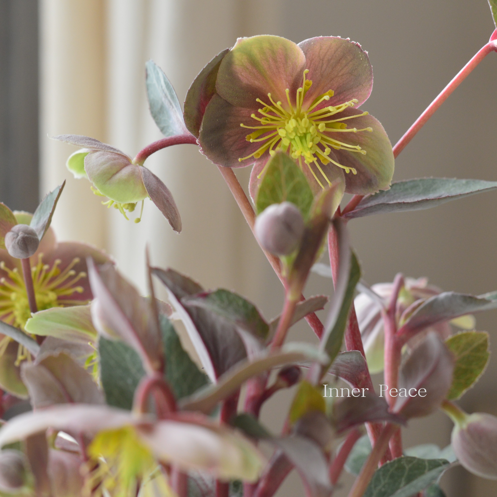 【杉光園芸さん】 クリスマスローズ 『リビダス』 3寸POT