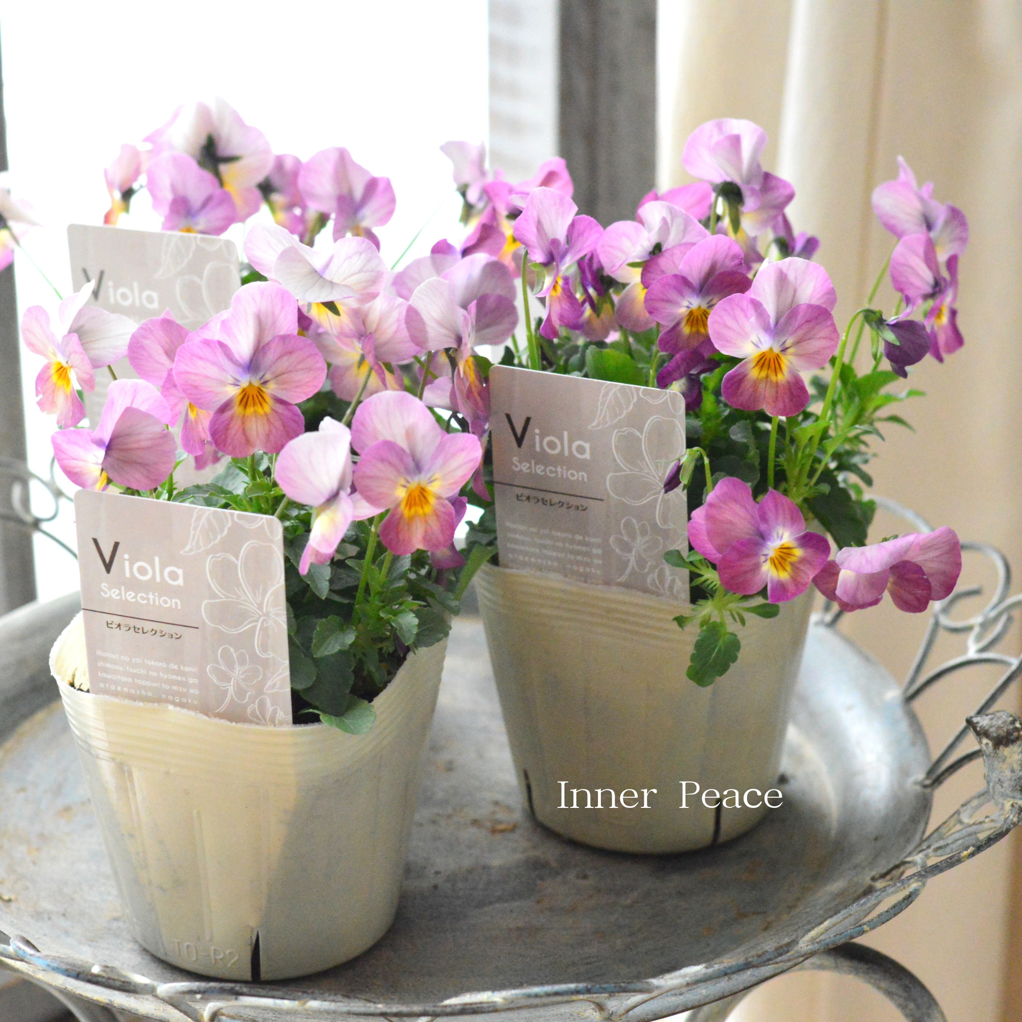 【かわいい】 ビオラ 『ピーチ』 3.5寸POT