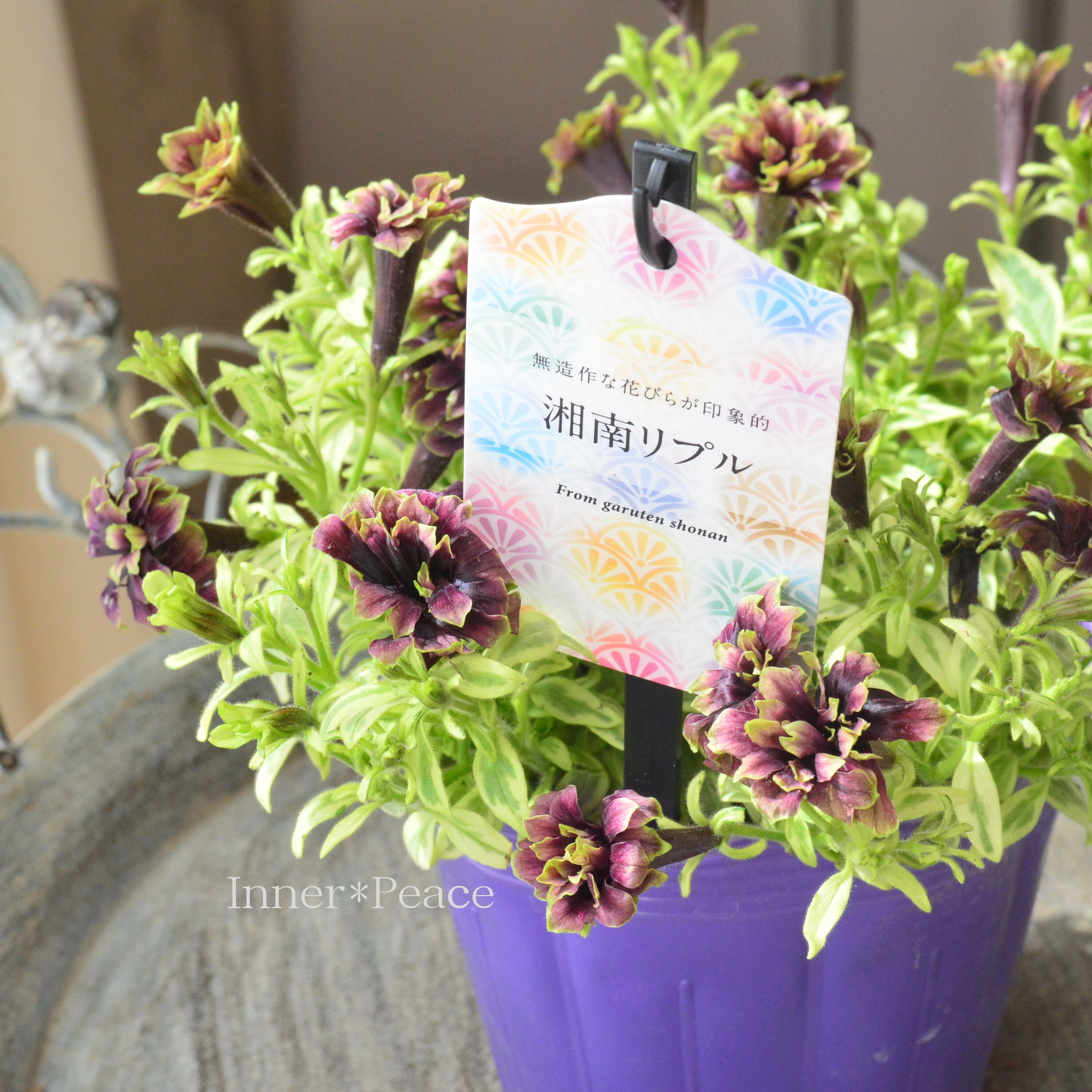 【ガルテン湘南さん】 ペチュニア 『湘南リプル・プルンニャ斑入り』 3.5寸POT