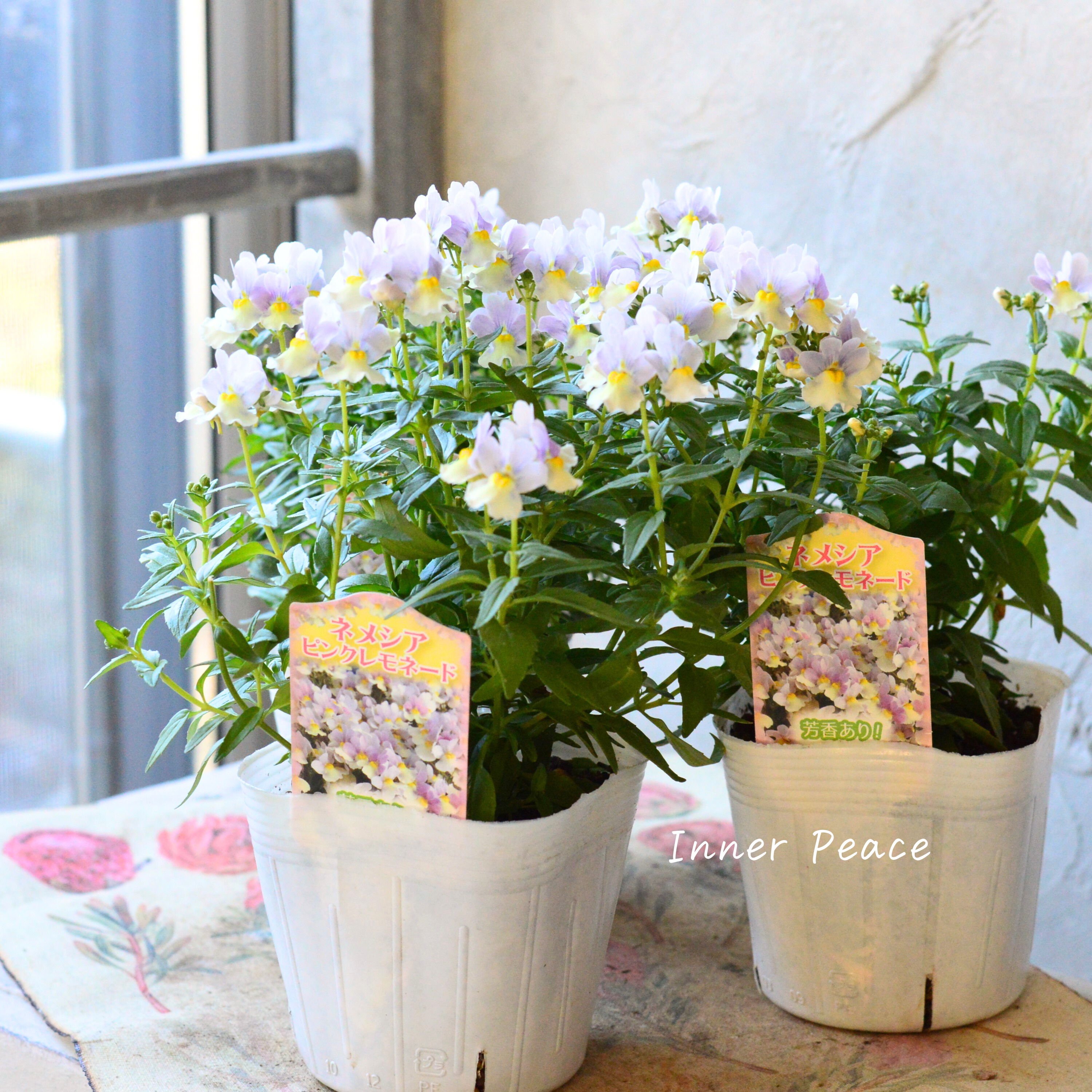 【かわいい】 ネメシア 『ピンクレモネード』 3.5寸POT