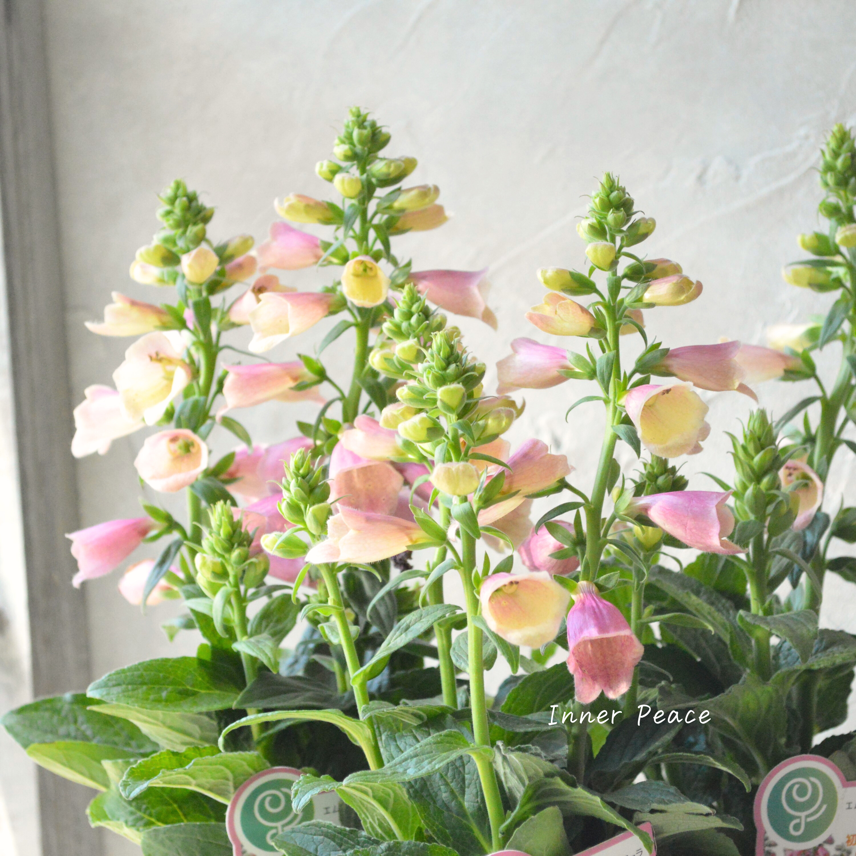 【開花期が長い】 ジギタリス 『アークティック・フォックスローズ』 3.5寸ロングPOT