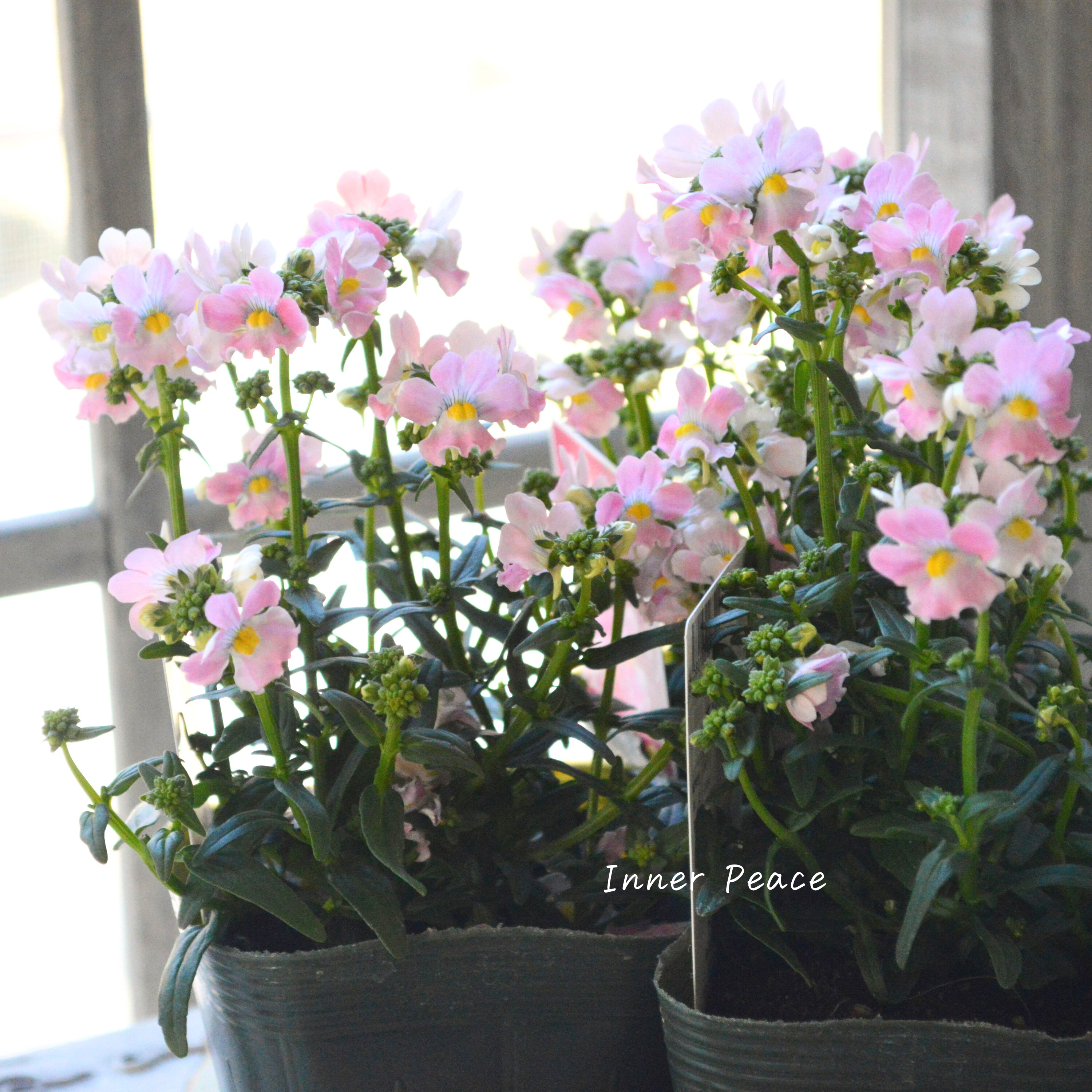 【ゲブラさん】 ネメシア・メーテル 『エレーヌ』 3.5寸POT