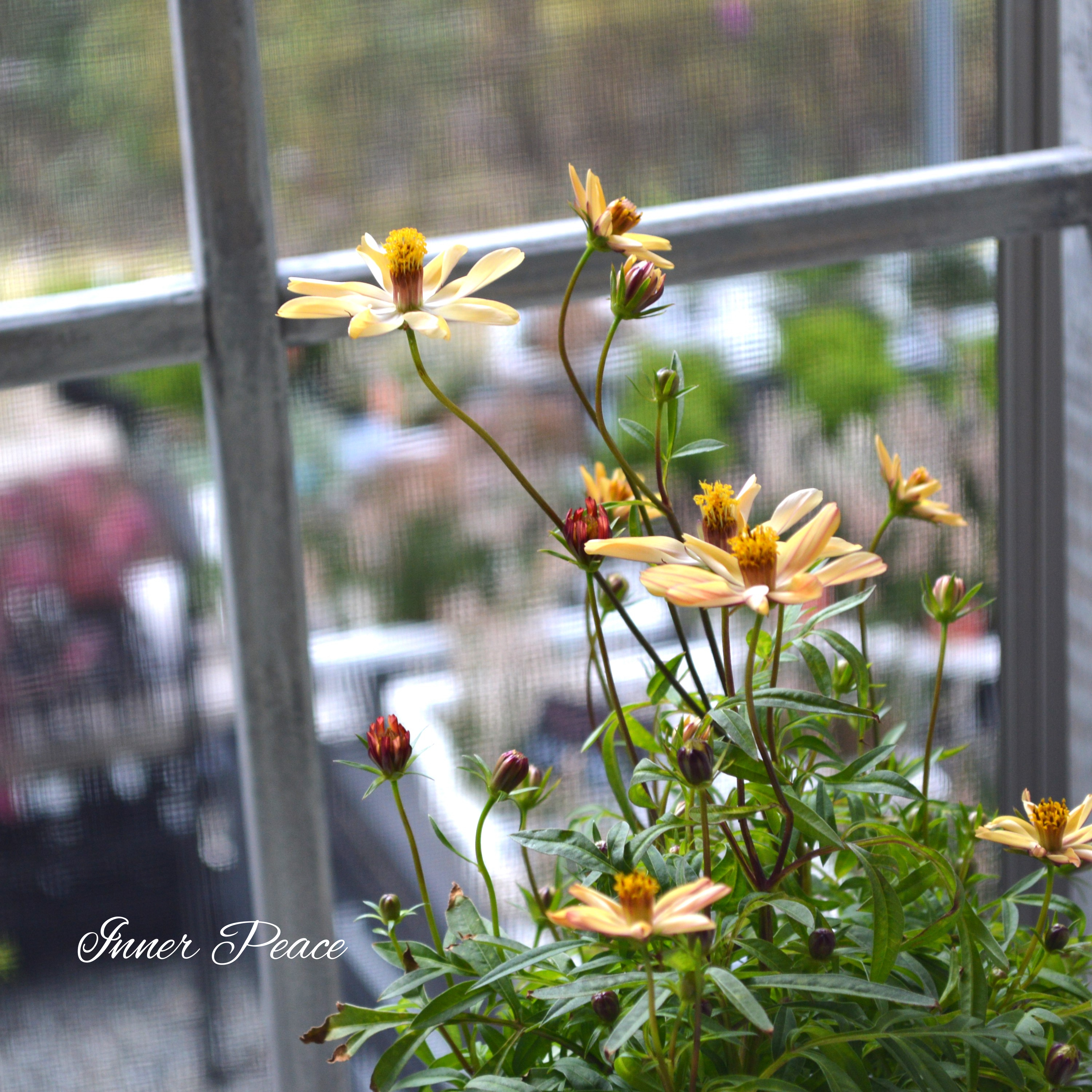 【美しい】 チョコレートコスモス・赤とんぼ 『あわゆき』 3寸ロングPOT