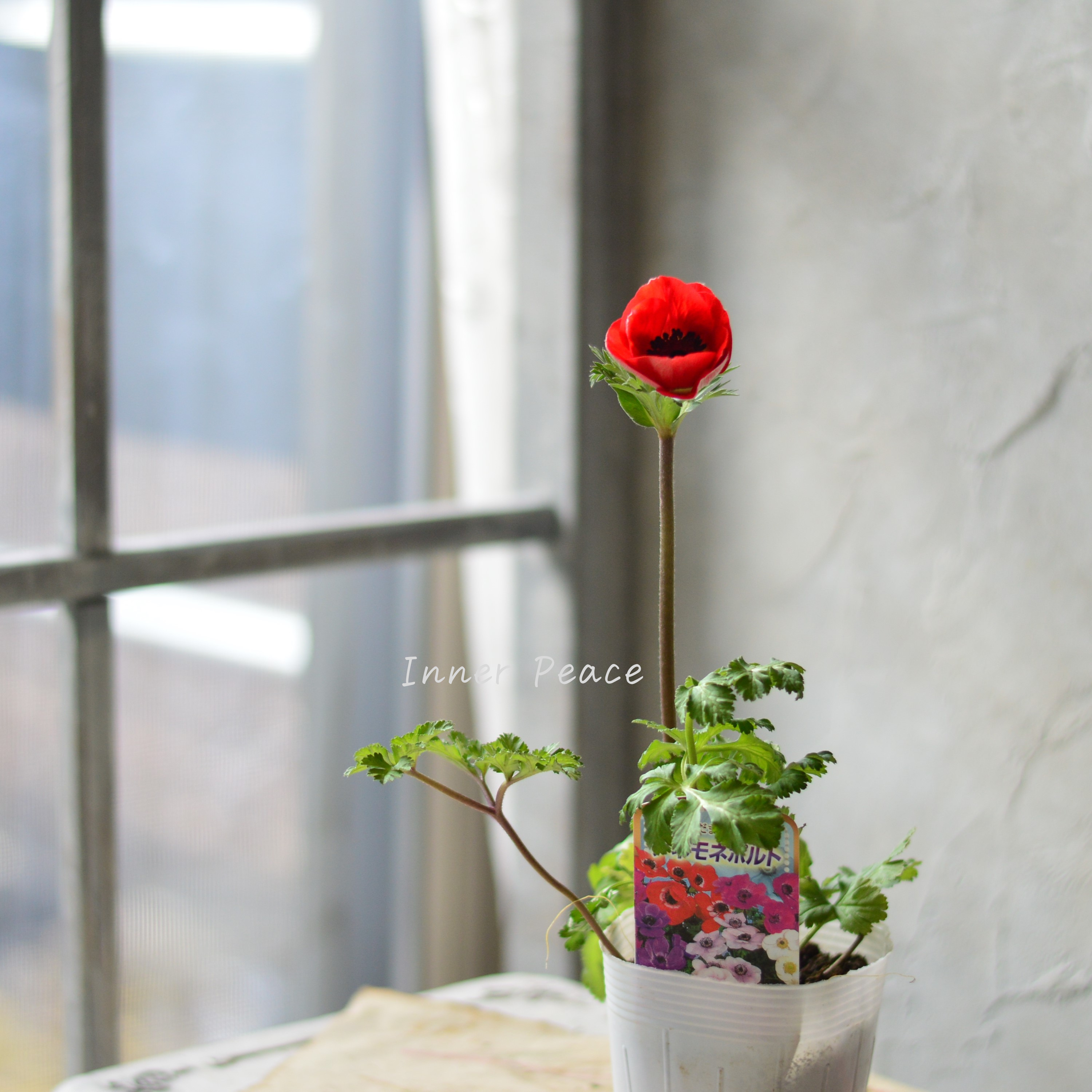 【人気】 アネモネ 『ポルト・レッド系』 3~3.5寸POT