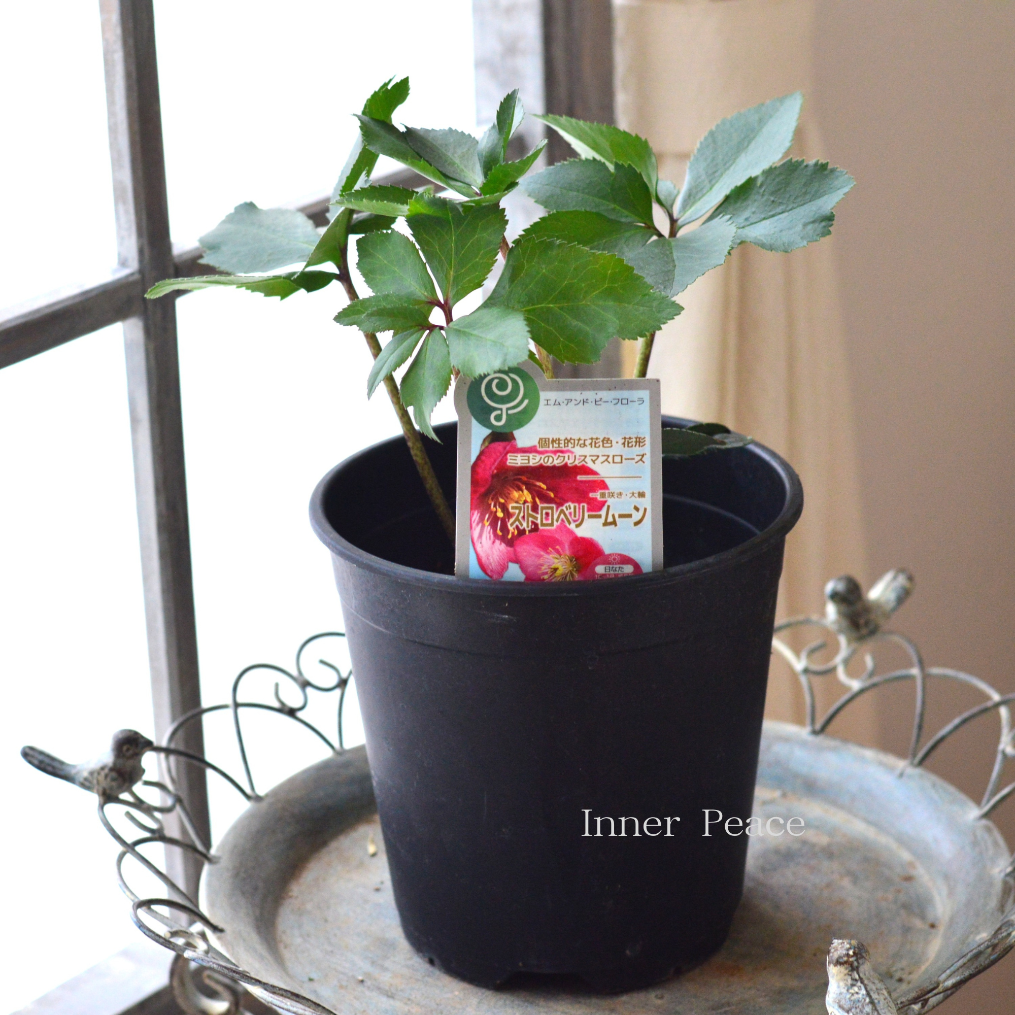 【ミヨシ】 クリスマスローズ 『ストロベリームーン』 6号鉢