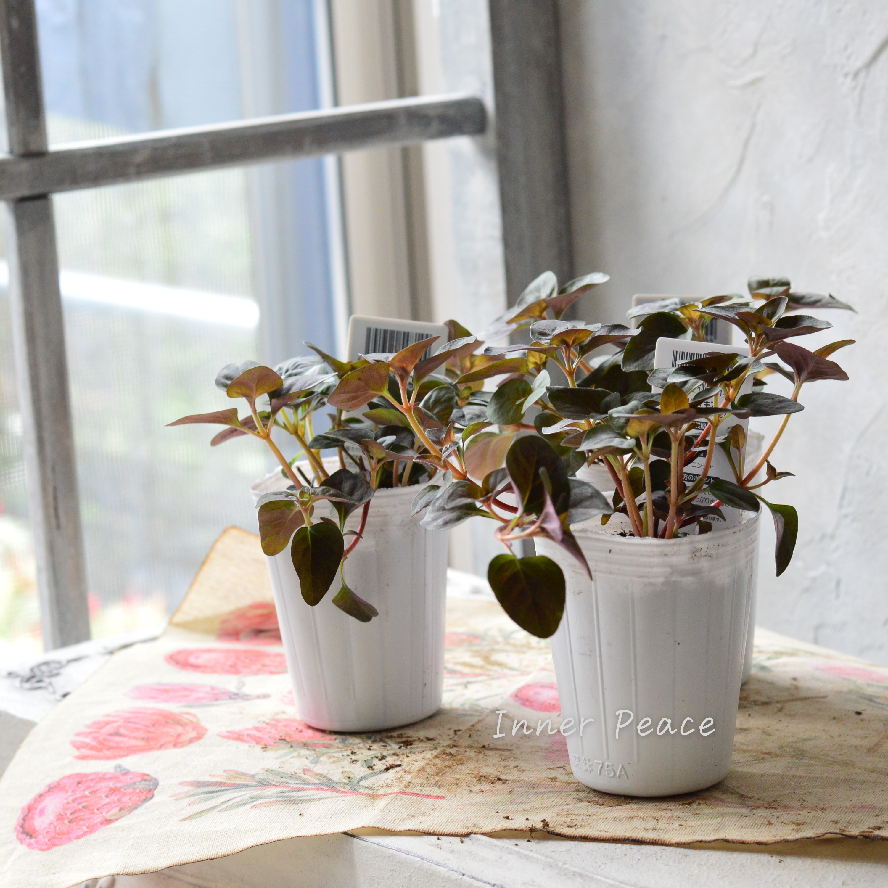 【オシャレ】 リシマキア 『ミッドナイトサン』 2.5~3寸POT