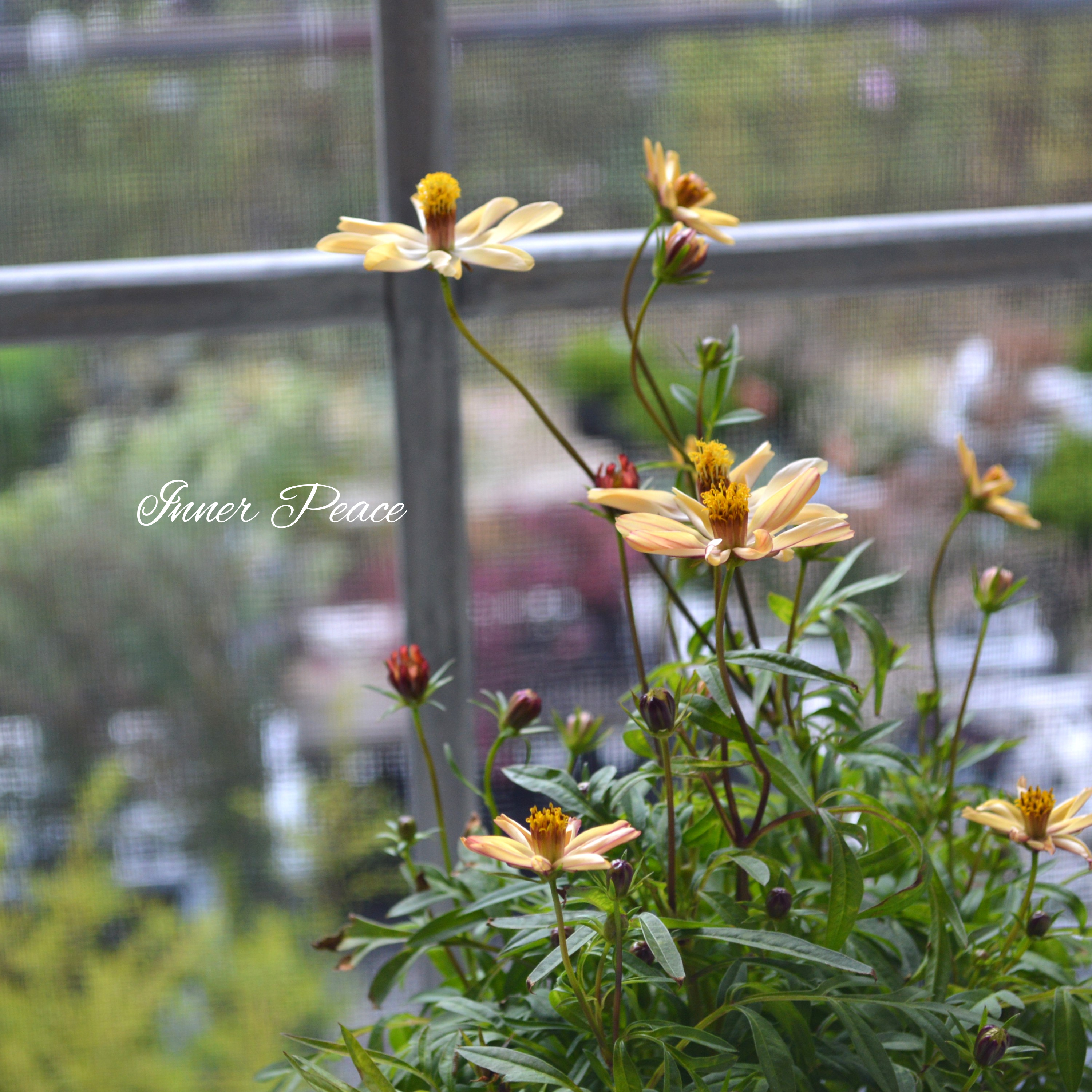 【美しい】 チョコレートコスモス・赤とんぼ 『あわゆき』 3寸ロングPOT