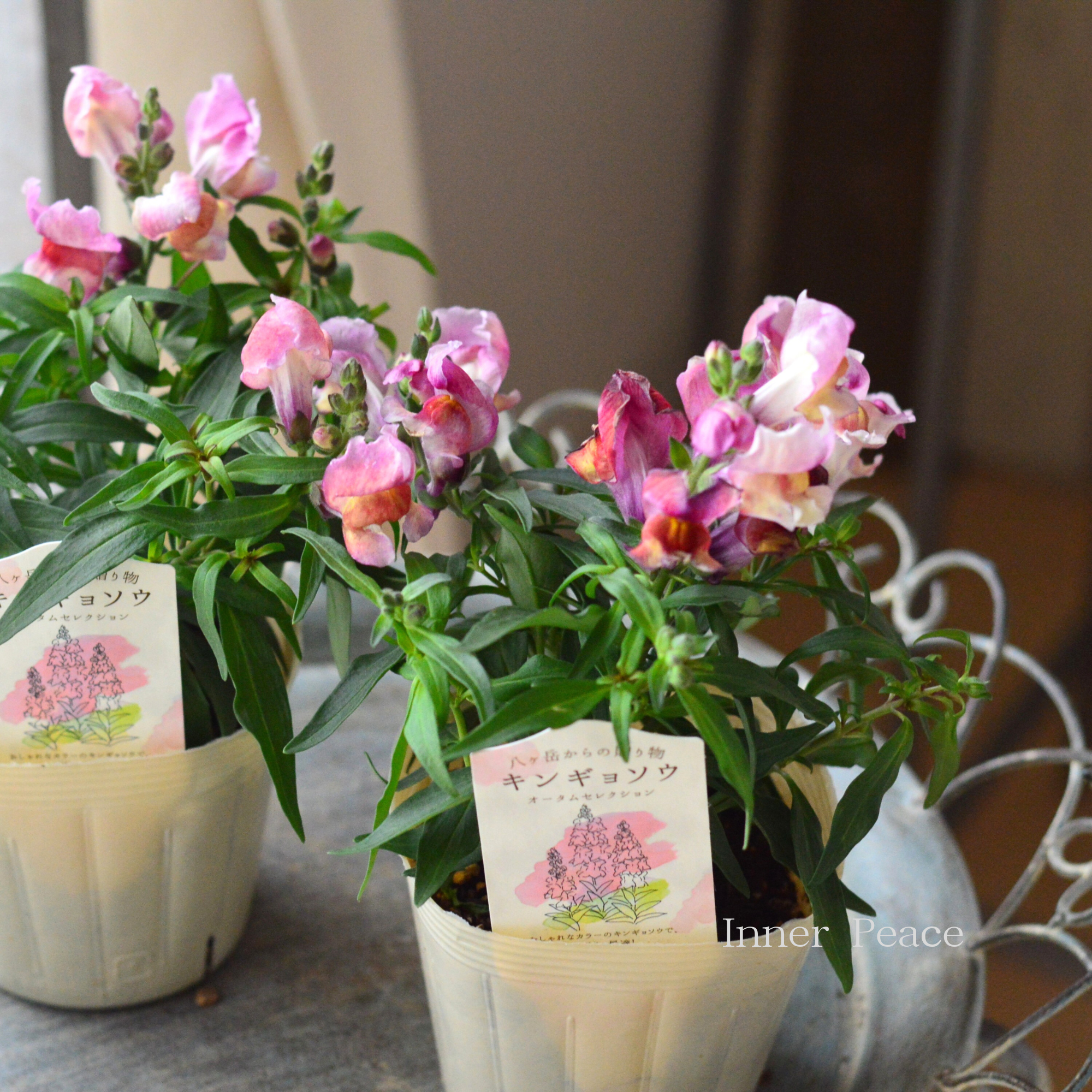 【かわいい】 キンギョソウ 『オータムセレクション F』 3.5寸POT