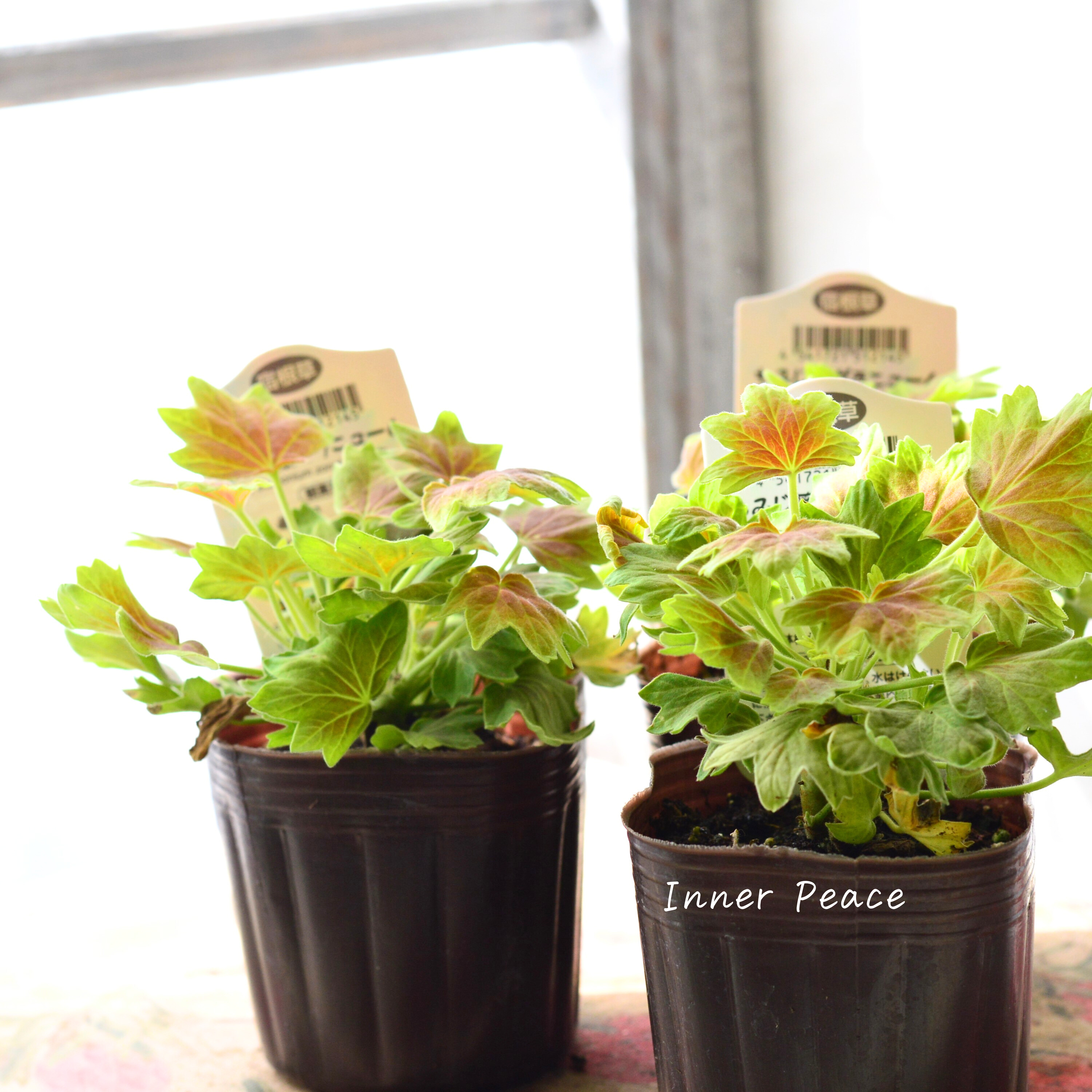 【秋色】 モミジ葉ゼラニウム 3寸POT