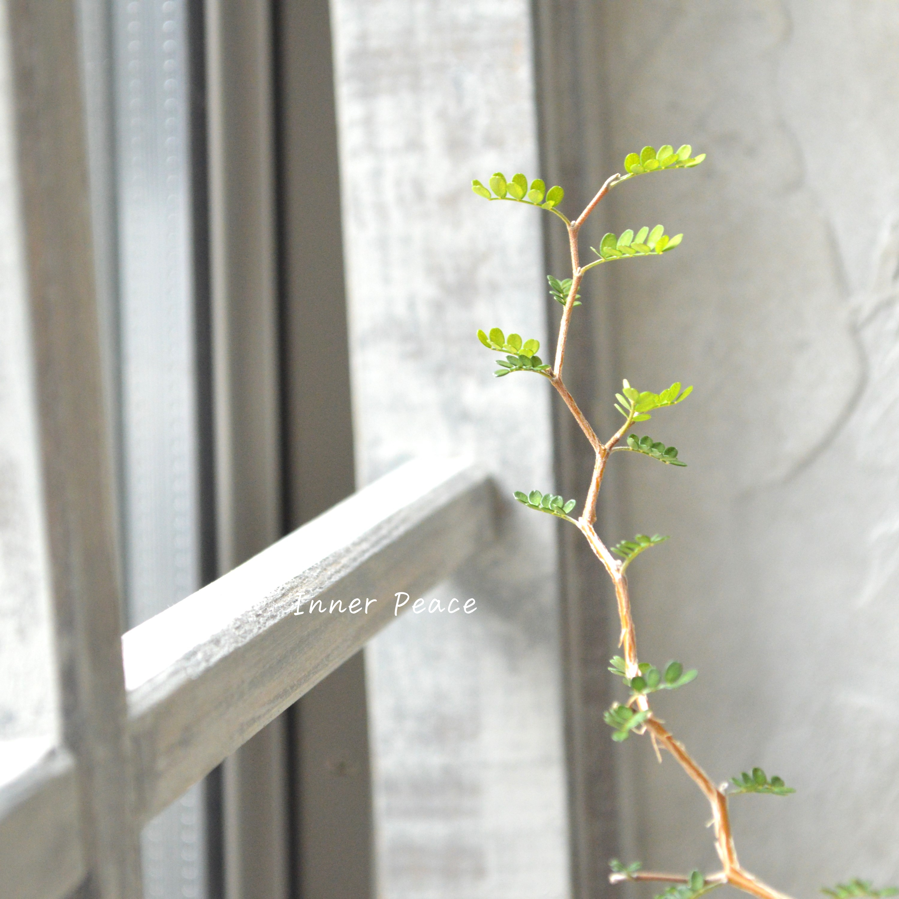 【メルヘンの木】 ソフォラ 『リトルベイビー』 3寸POT