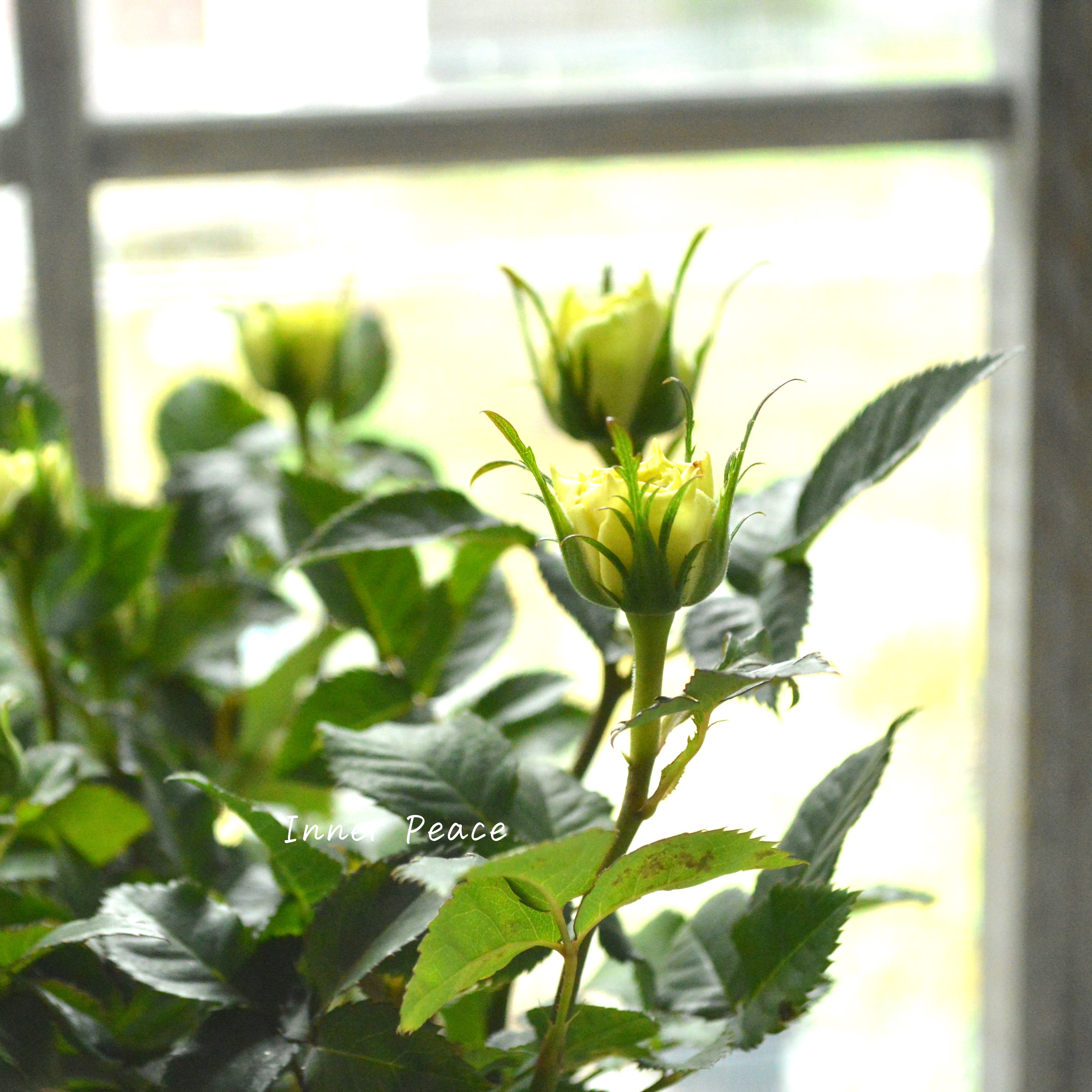 【美しい】ミニ薔薇 『コルダナ・ペパーミント』 3寸POT