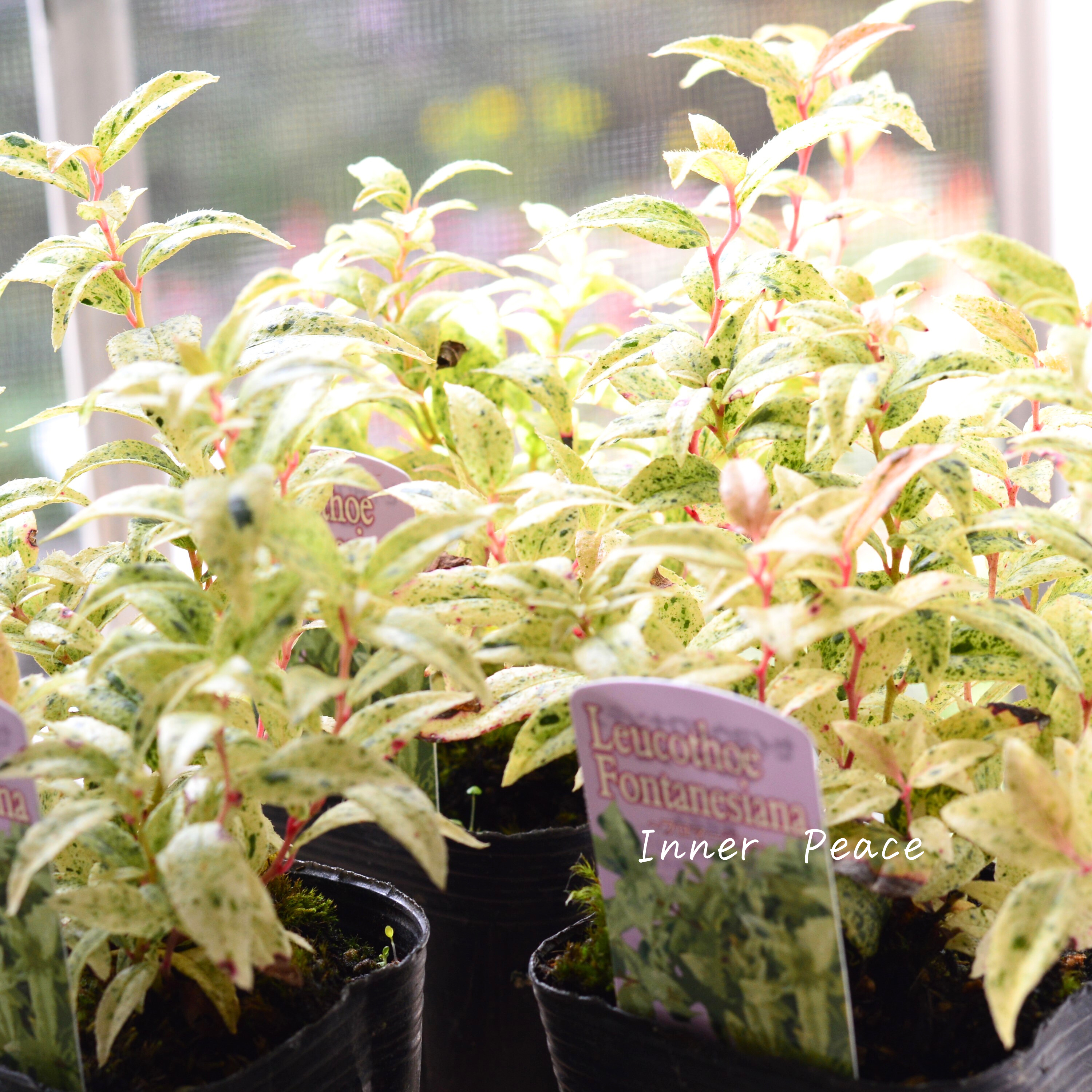 【斑入り】 ルコテー(西洋イワナンテン) 『フロマージュ』 3寸POT