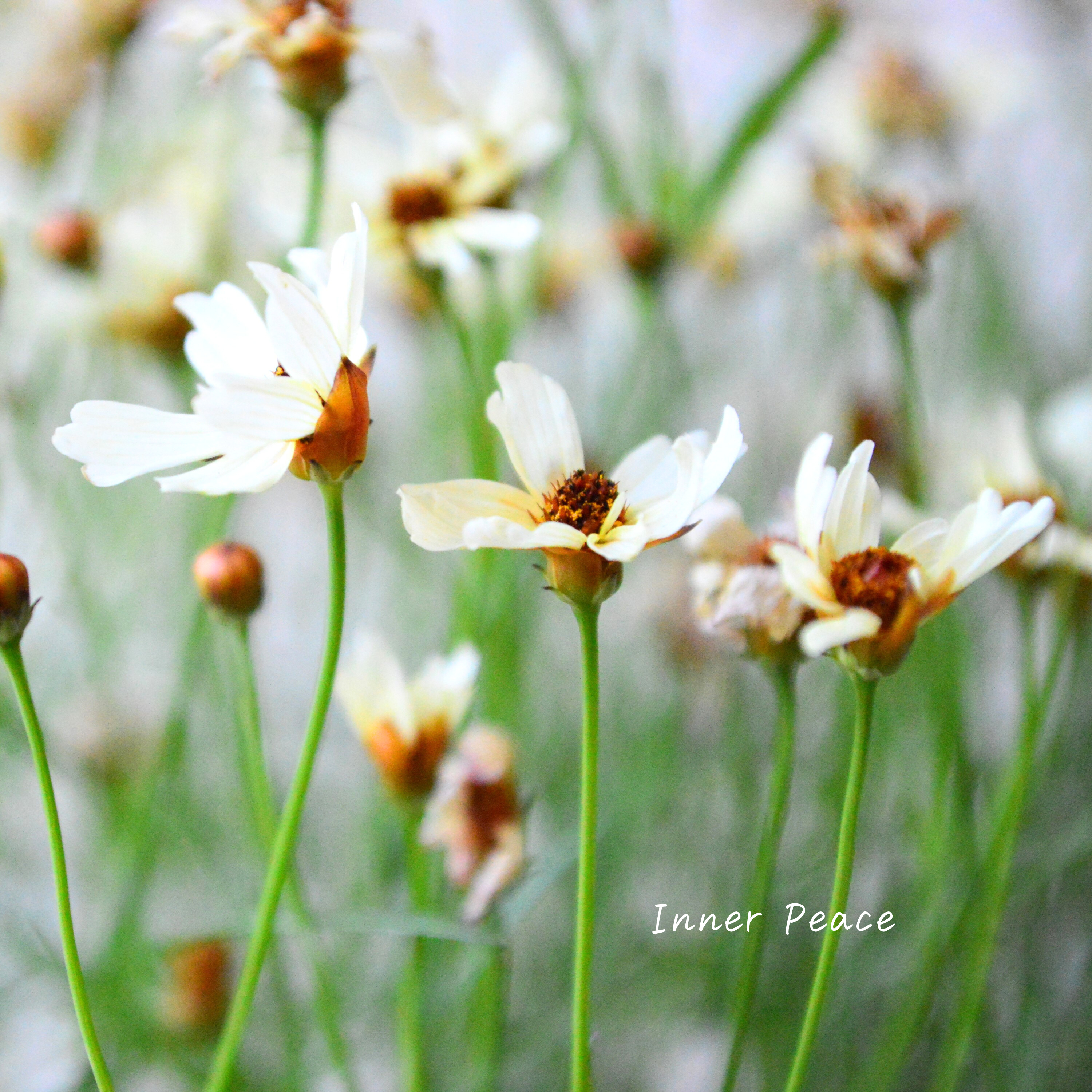 【アンティーク色】コレオプシス『ウリドリーム・ホワイトナイト』 3寸POT