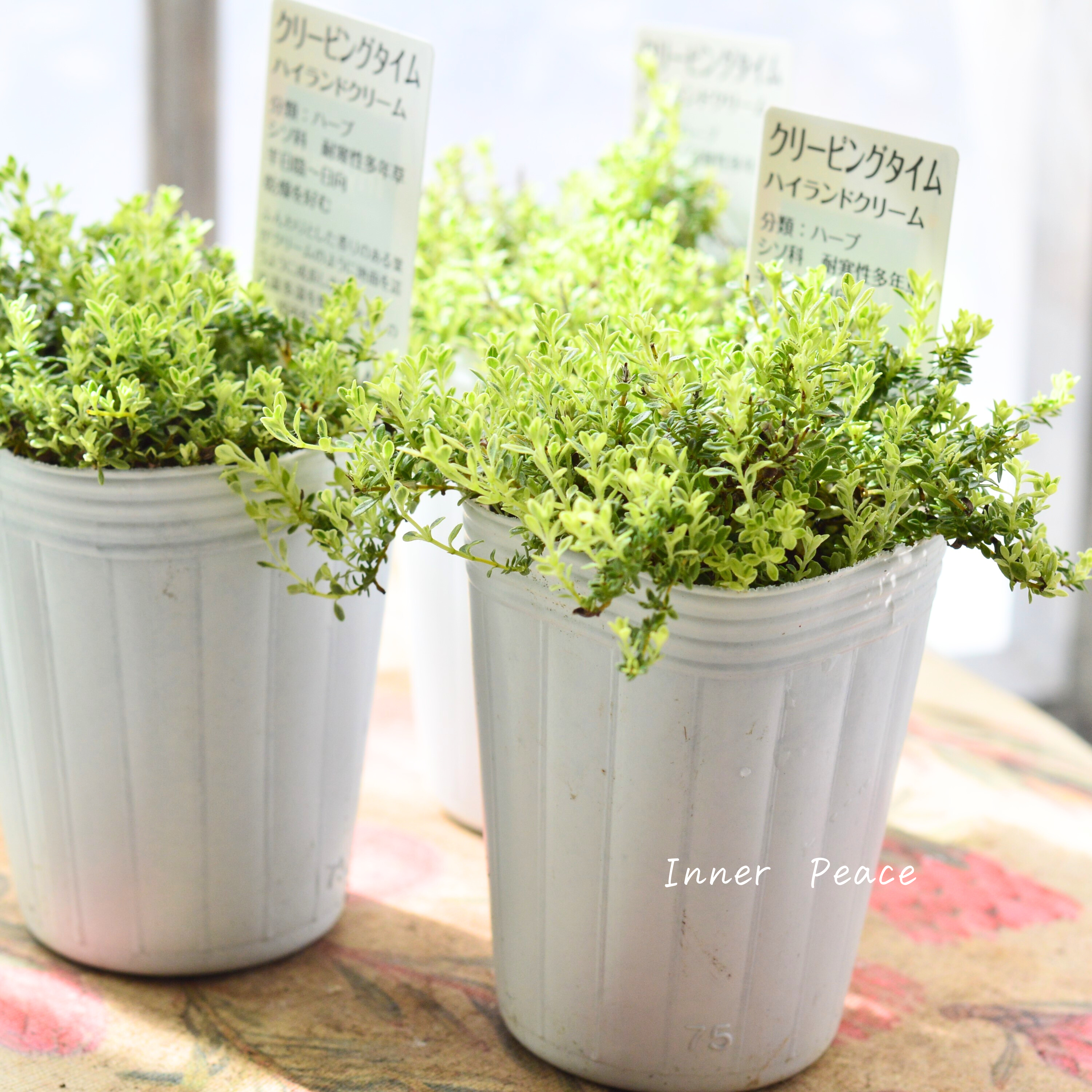 【斑入り】 クリーピングタイム 『ハイランドクリーム』 2.5寸POT