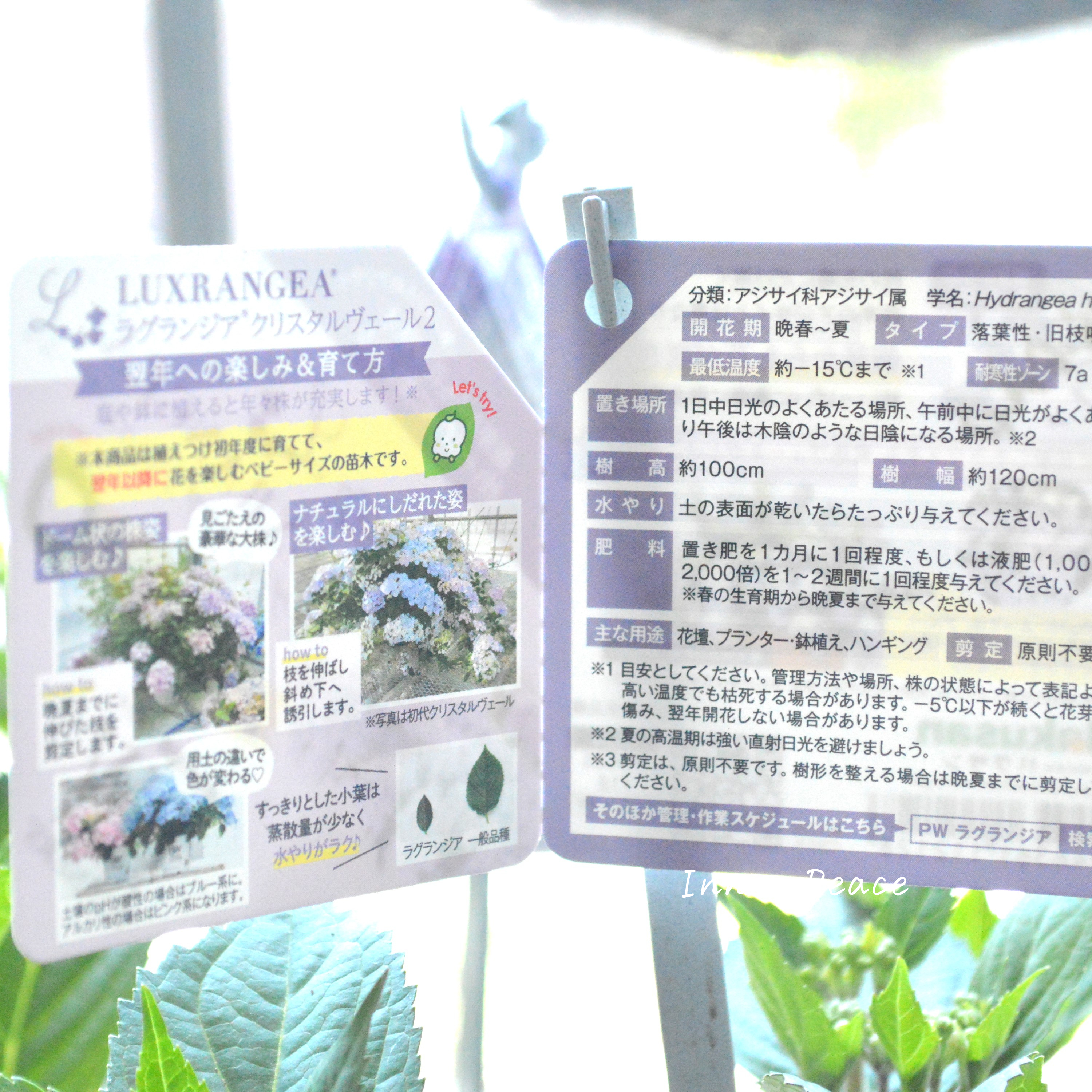 【PW】 紫陽花 ラグランジア 『クリスタルヴェール2』 3.5寸硬質POT