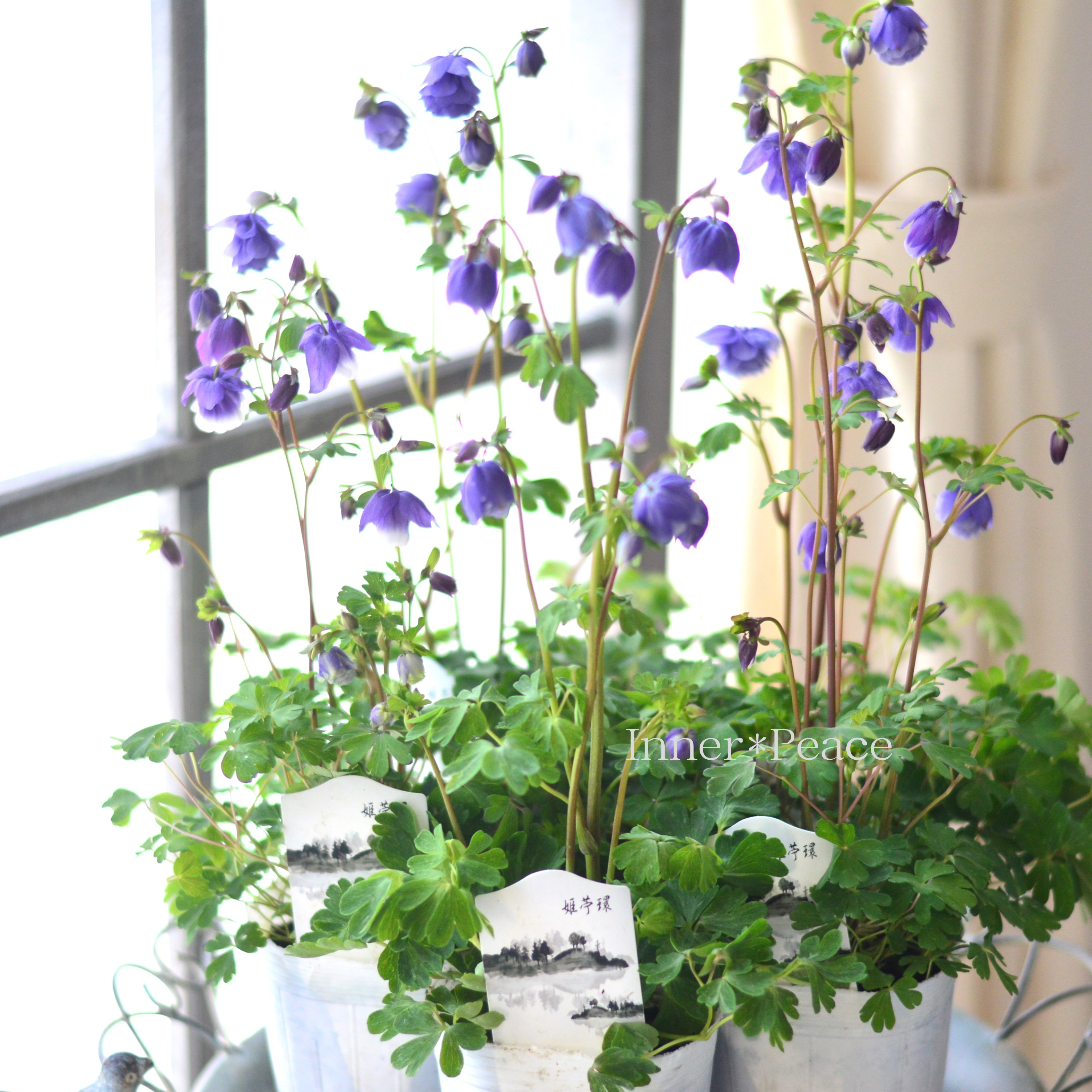 【松原園芸さん】 風鈴オダマキ 『八重ブルー』 3寸ロングPOT