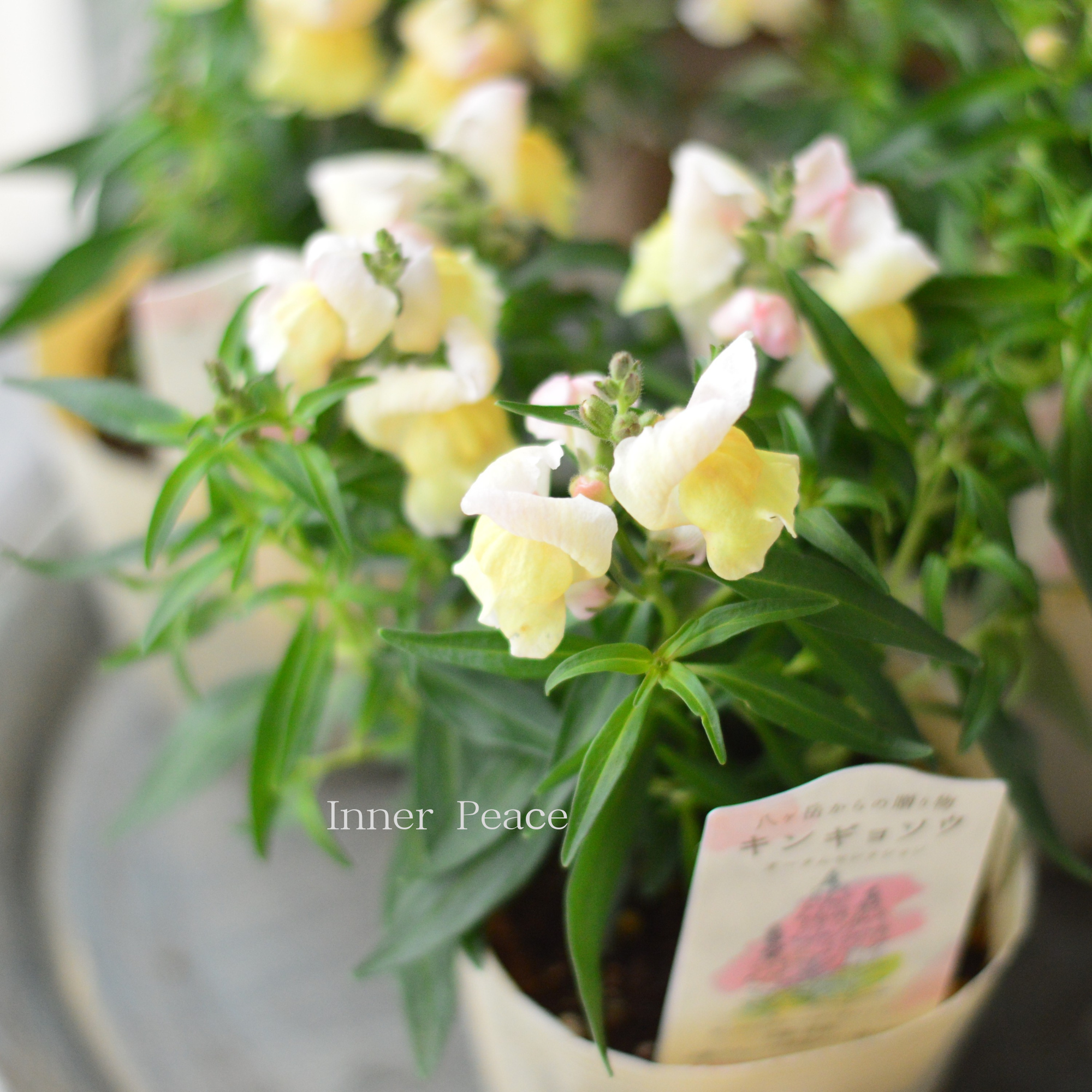 【かわいい】 キンギョソウ 『オータムセレクション D』 3.5寸POT