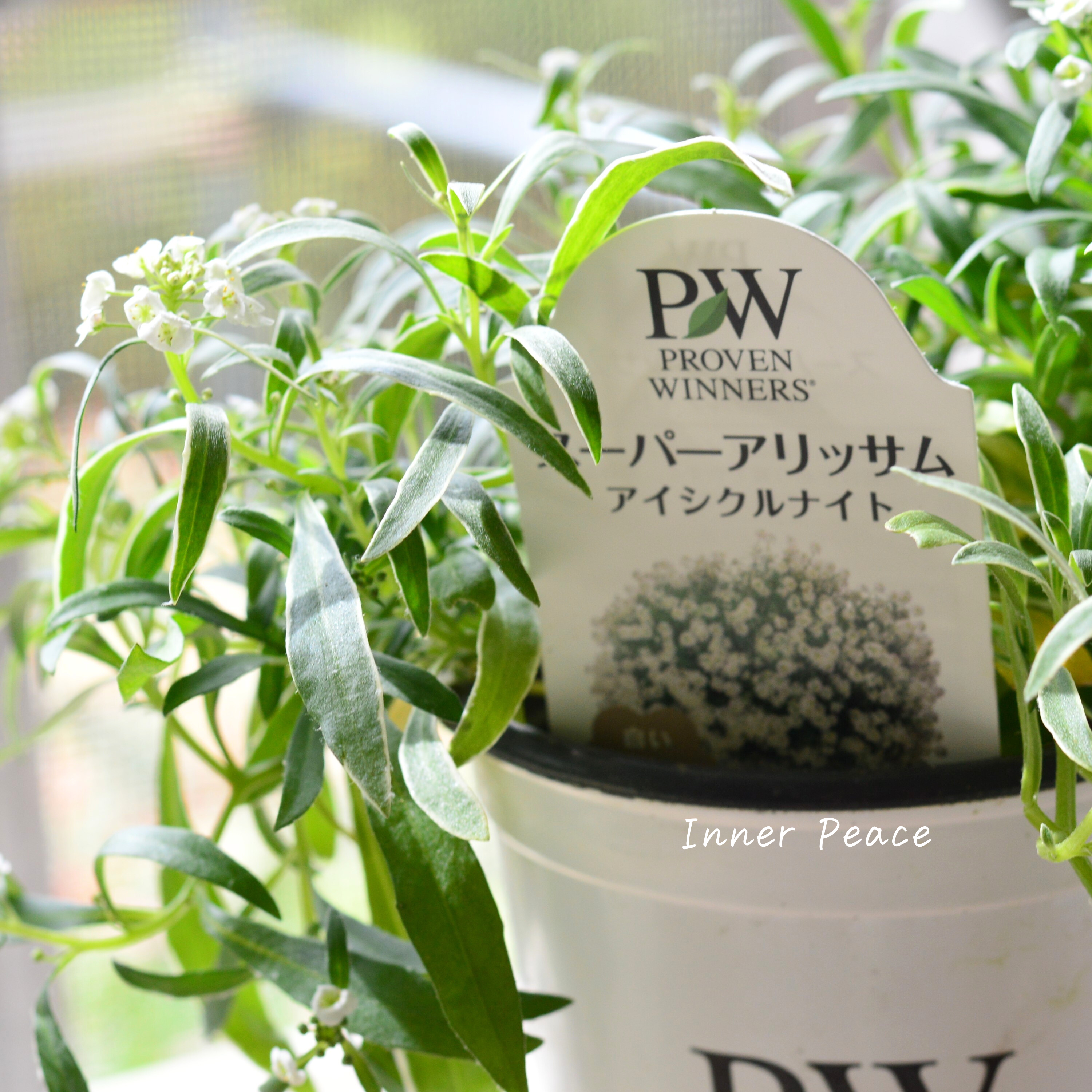 【PWさん】 2024New! スーパーアリッサム 『アイシクルナイト』 3.5寸硬質POT