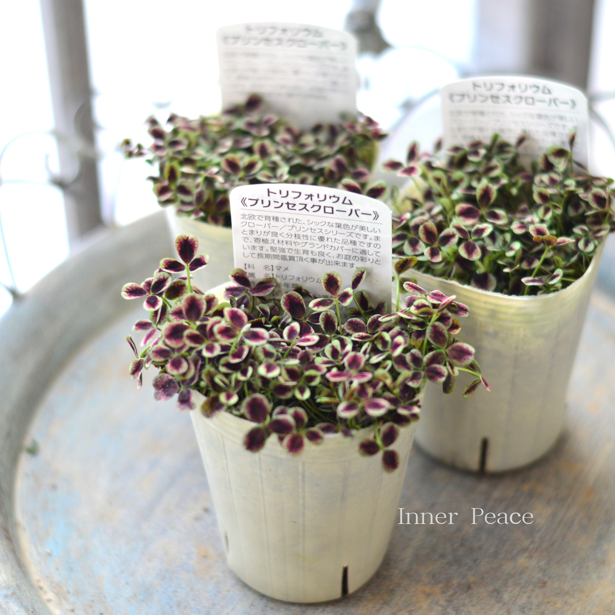 【寄せ植えに】 プリンセスクローバー 『エステル』 2.5寸ロングPOT