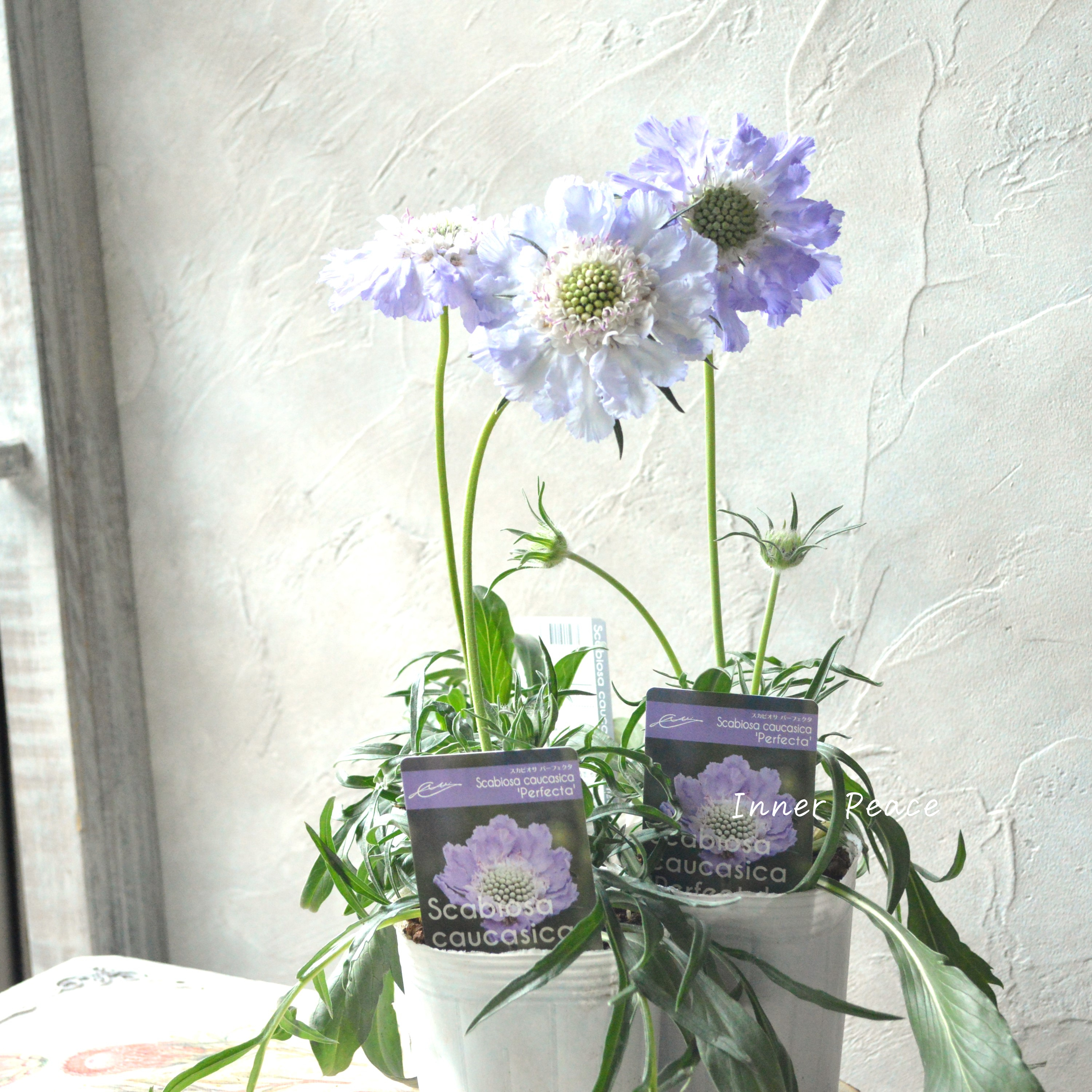 【大輪】 スカビオサ 『パーフェクタ・ブルー系』 3.5寸POT