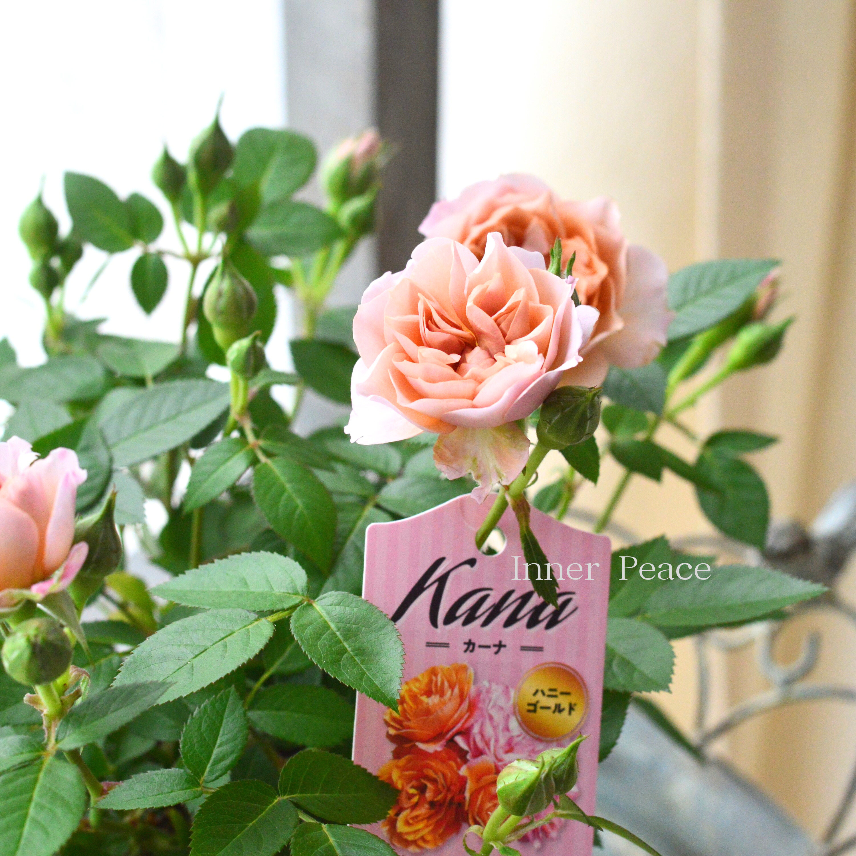 【美しい】ミニ薔薇 『カーナハニーゴールド』 4寸プラ鉢