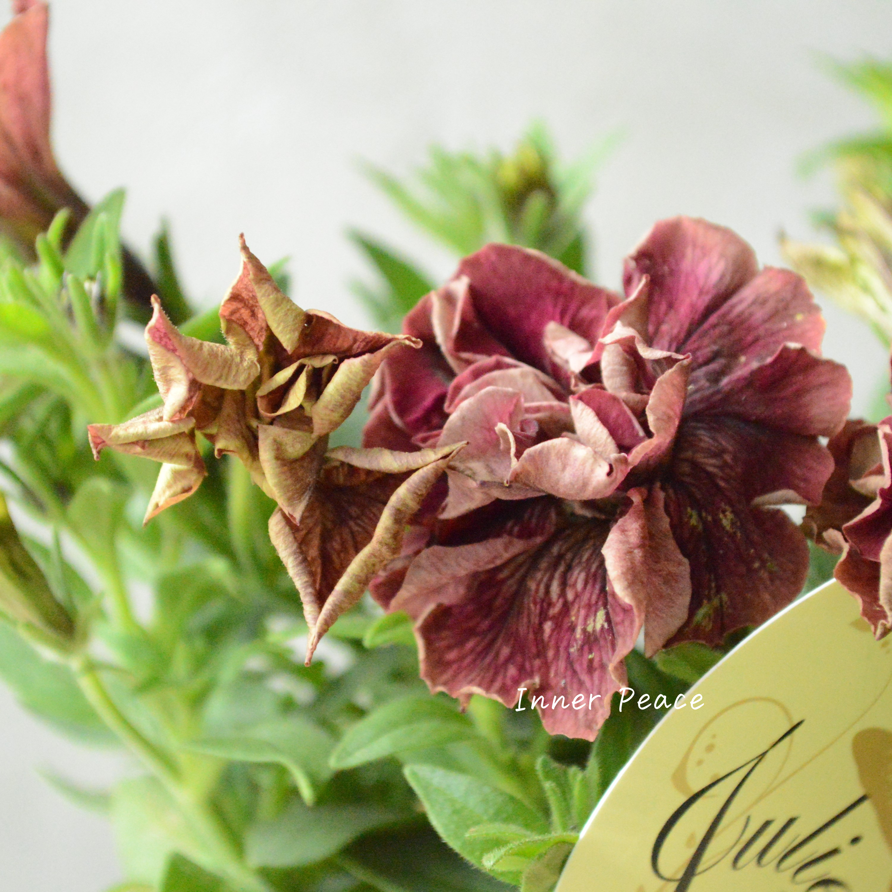 【花芳さんオリジナル】New! 八重咲きペチュニア 『ジュリエット・オスカーアーモンド』 3.5寸POT