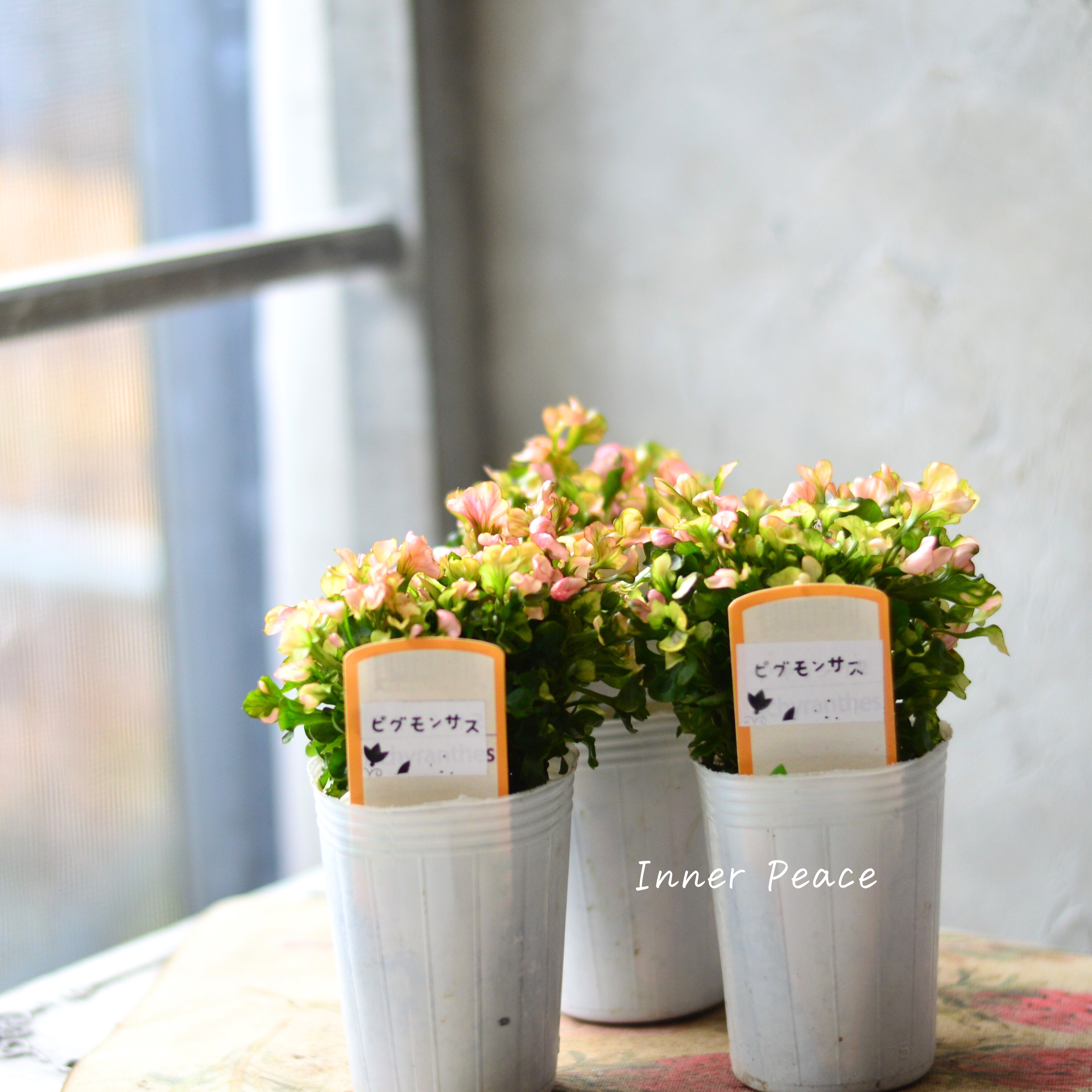 【秋色】アルテルナンテラ『ピグモンサス』 2.5寸POT