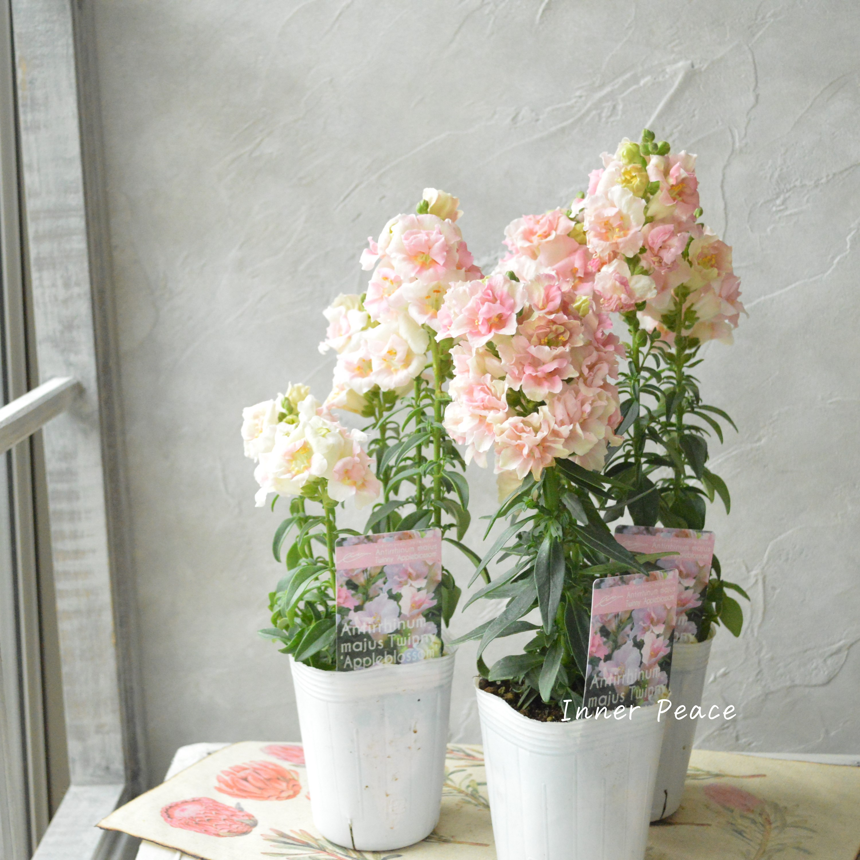 【かわいい】 奥田さん生産の キンギョソウ・トゥイニー 『アップルブロッサム』 3寸POT