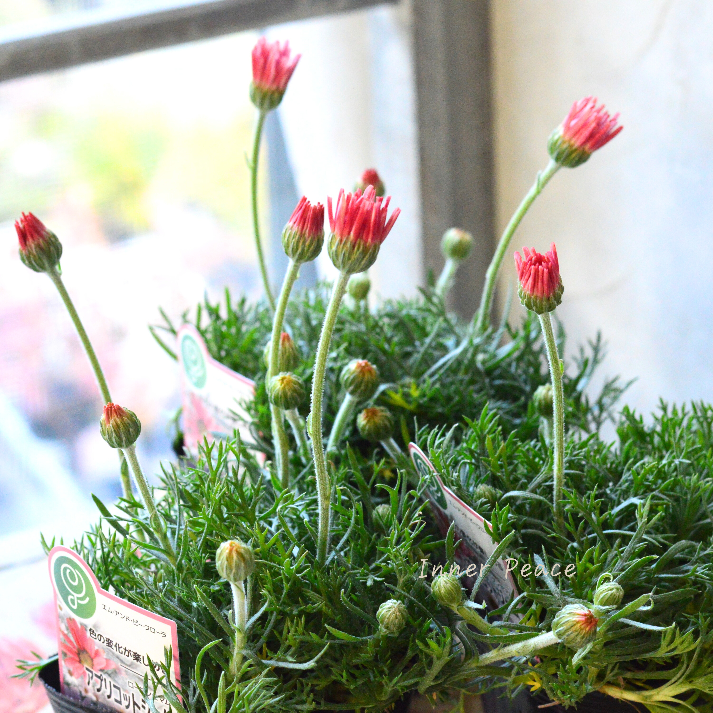 【大人かわいい】 ローダンセマム 『アプリコットジャム』 3.5寸POT