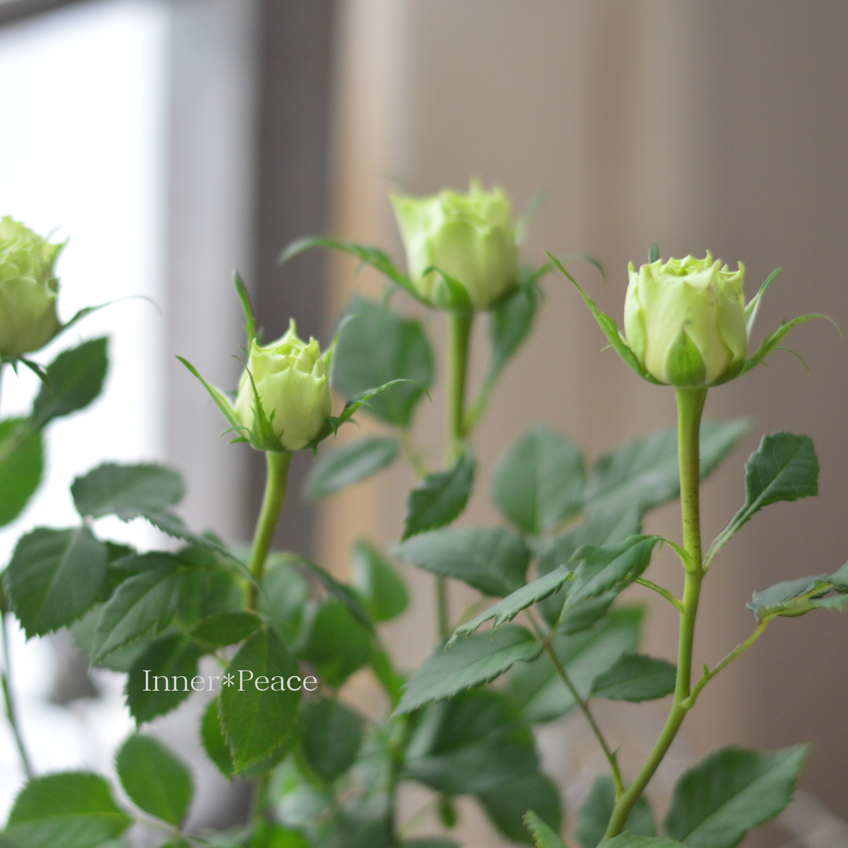 オルゴナイト　グリーンのバラ　ペリドットのバラ 美しい】ミニ薔薇 『コルダナ・ペパーミント』 3～3.5寸POT