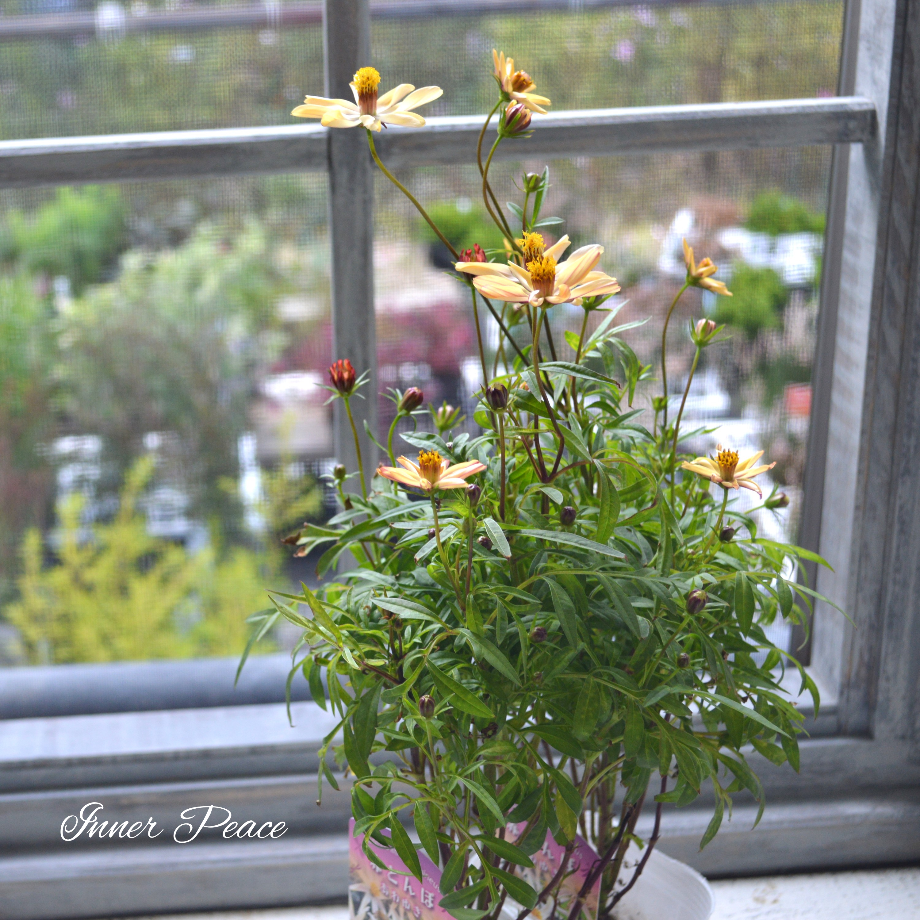 【美しい】 チョコレートコスモス・赤とんぼ 『あわゆき』 3寸ロングPOT