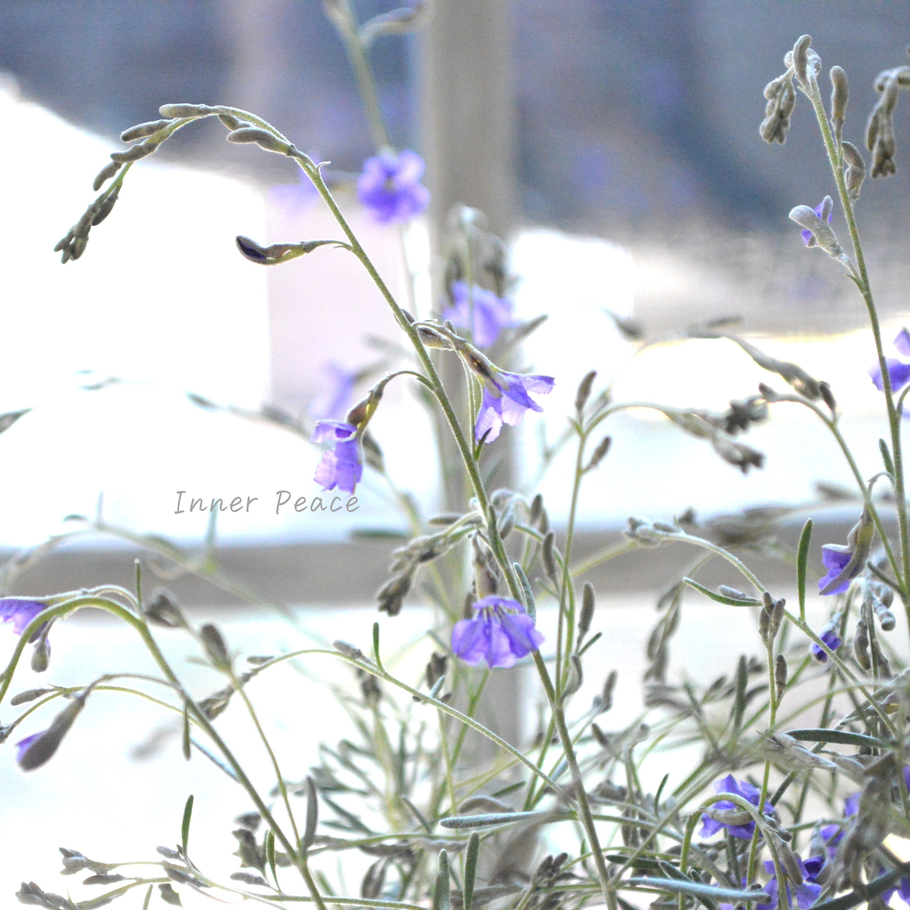 【美しい】 ダンピエラ 『ダンシングブルー』 3寸鉢