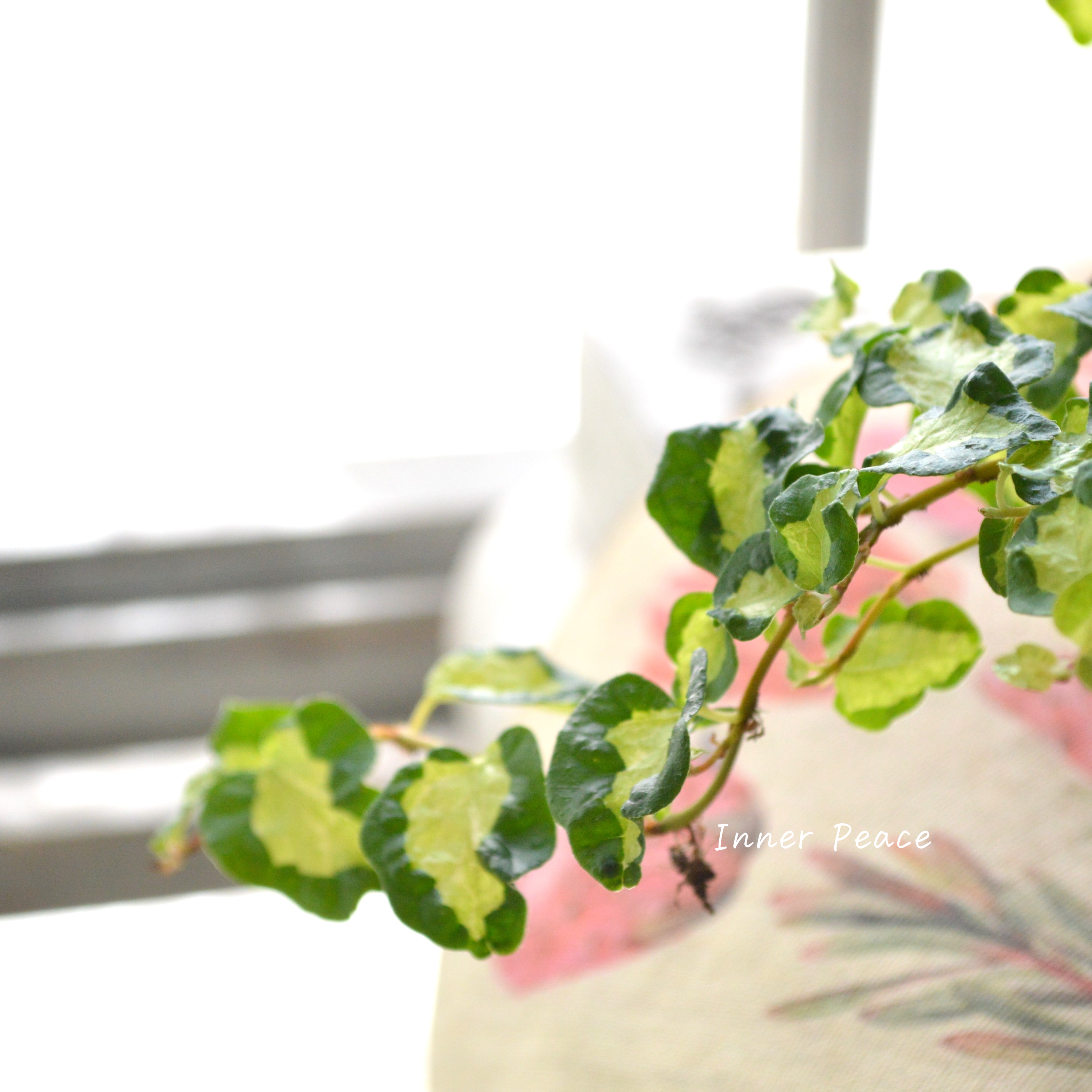 【斑入り】 フィカス プミラ 『月夜の光』 3寸POT