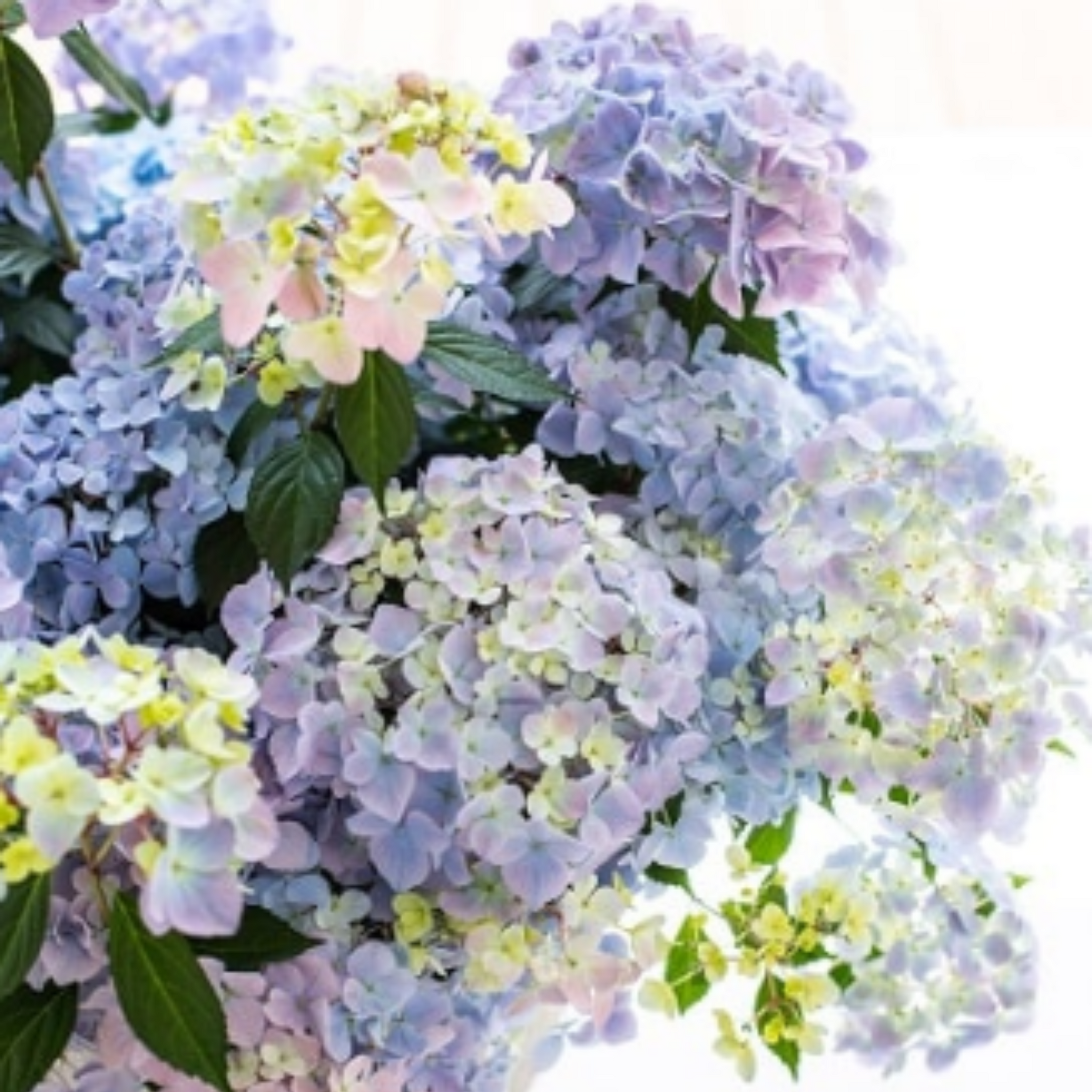 PW】 紫陽花 ラグランジア 『クリスタルヴェール2』 3.5寸硬質POT PW】 紫陽花 ラグランジア 『クリスタルヴェール2』 3.5寸硬質POT