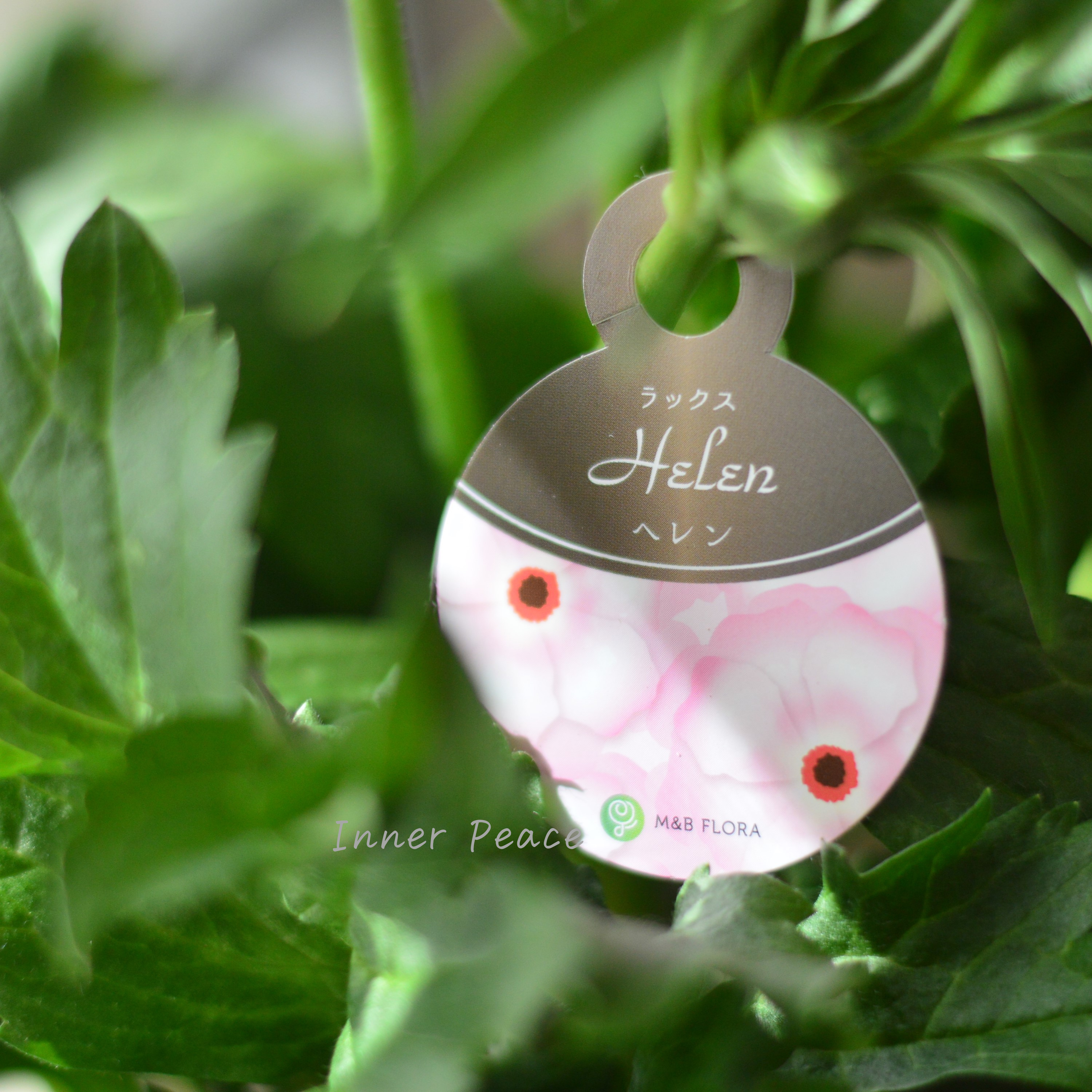 【美しい】 ラナンキュラス・ラックス 『ヘレン』 5寸鉢