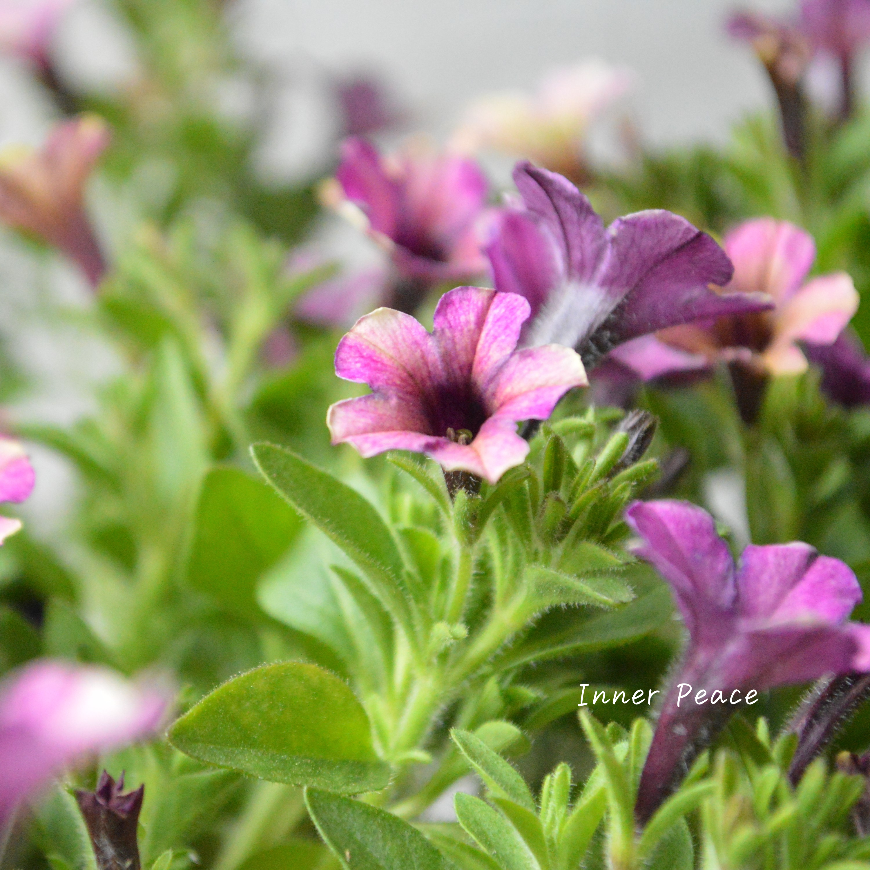 【花芳さんオリジナル】 小輪ペチュニア 『マルベリー』 3.5寸POT