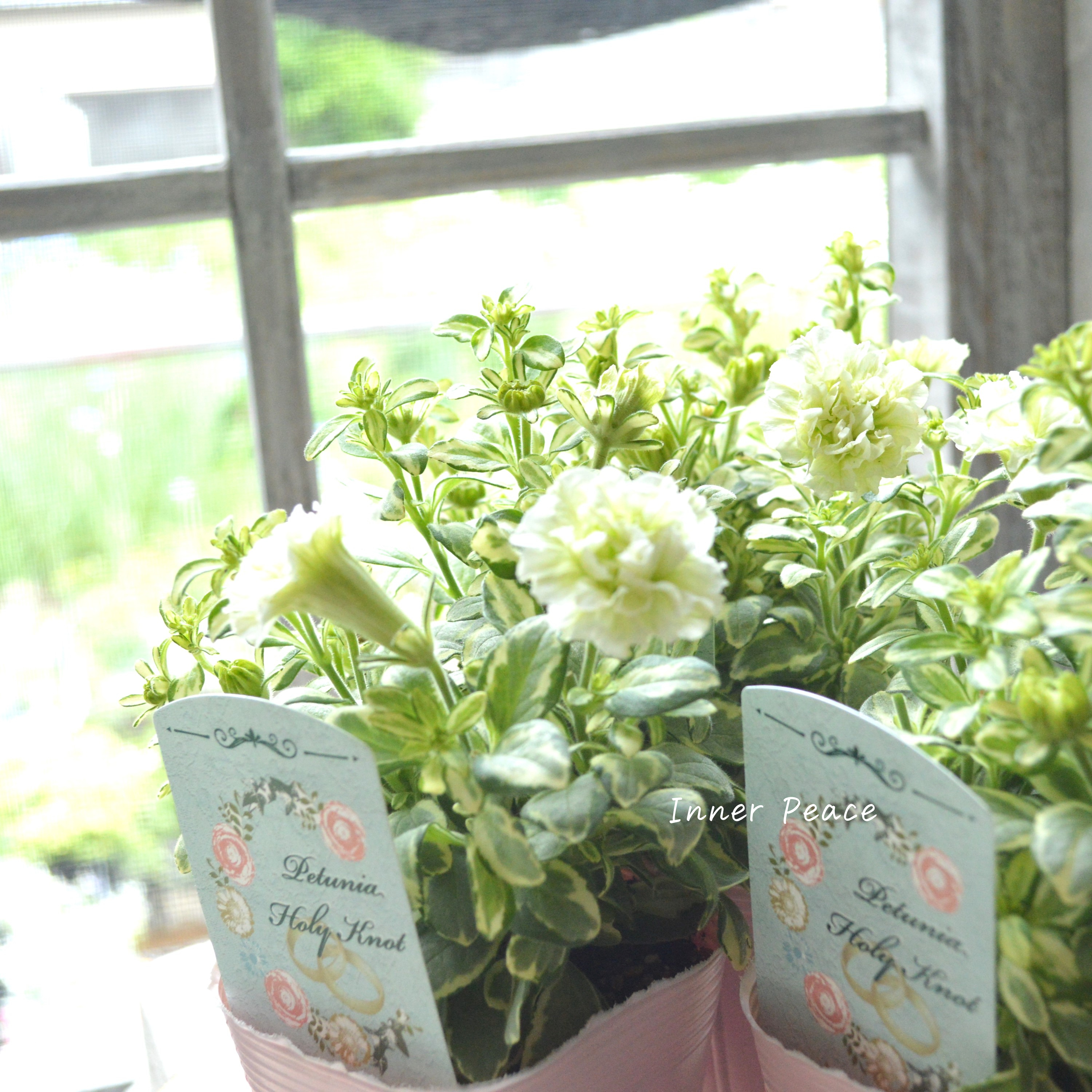 【希少】 斑入りペチュニア 『ホーリーノット』 3.5寸POT