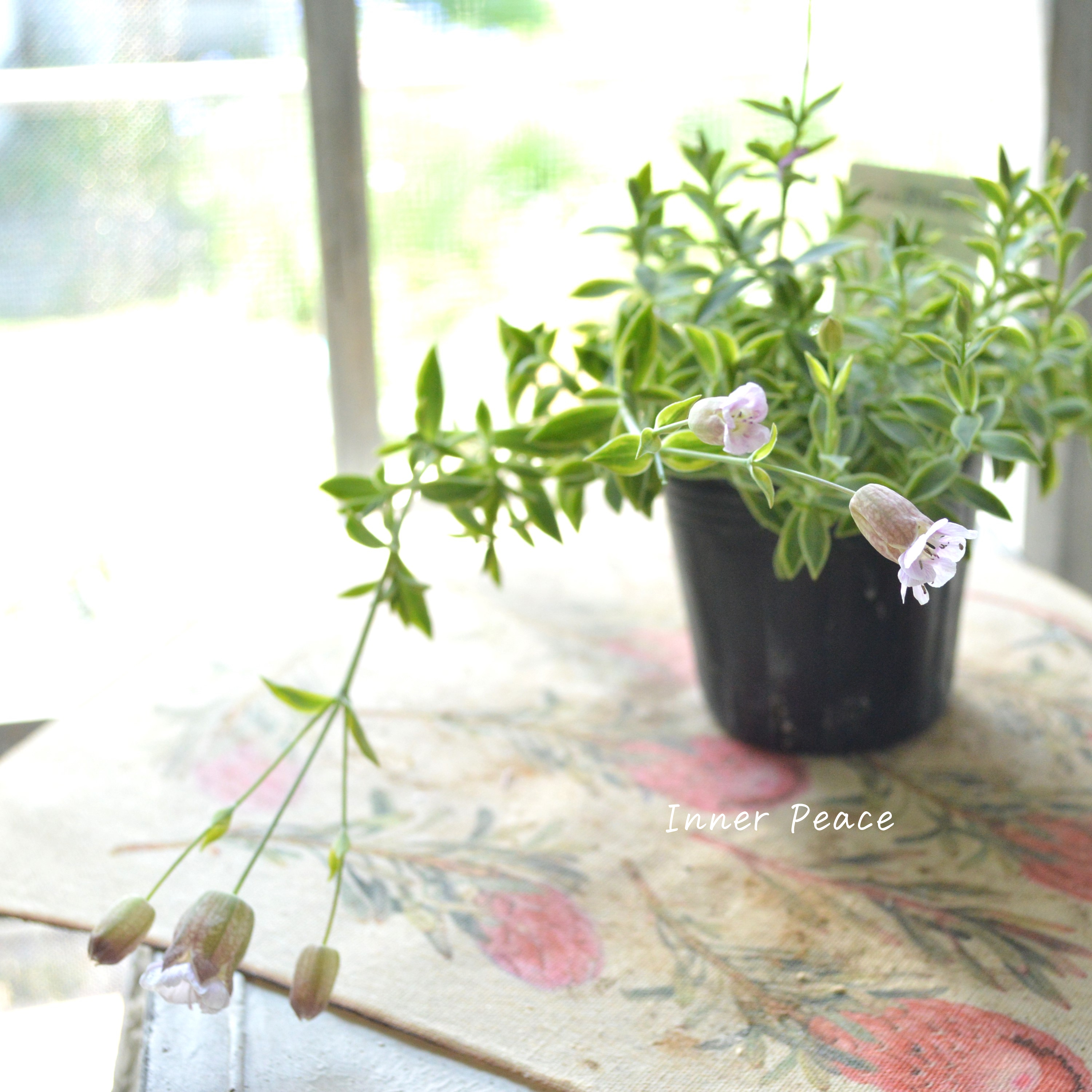 【斑入り】 シレネ ユニフローラ 『シェルピンク・バリエガータ』 3寸POT