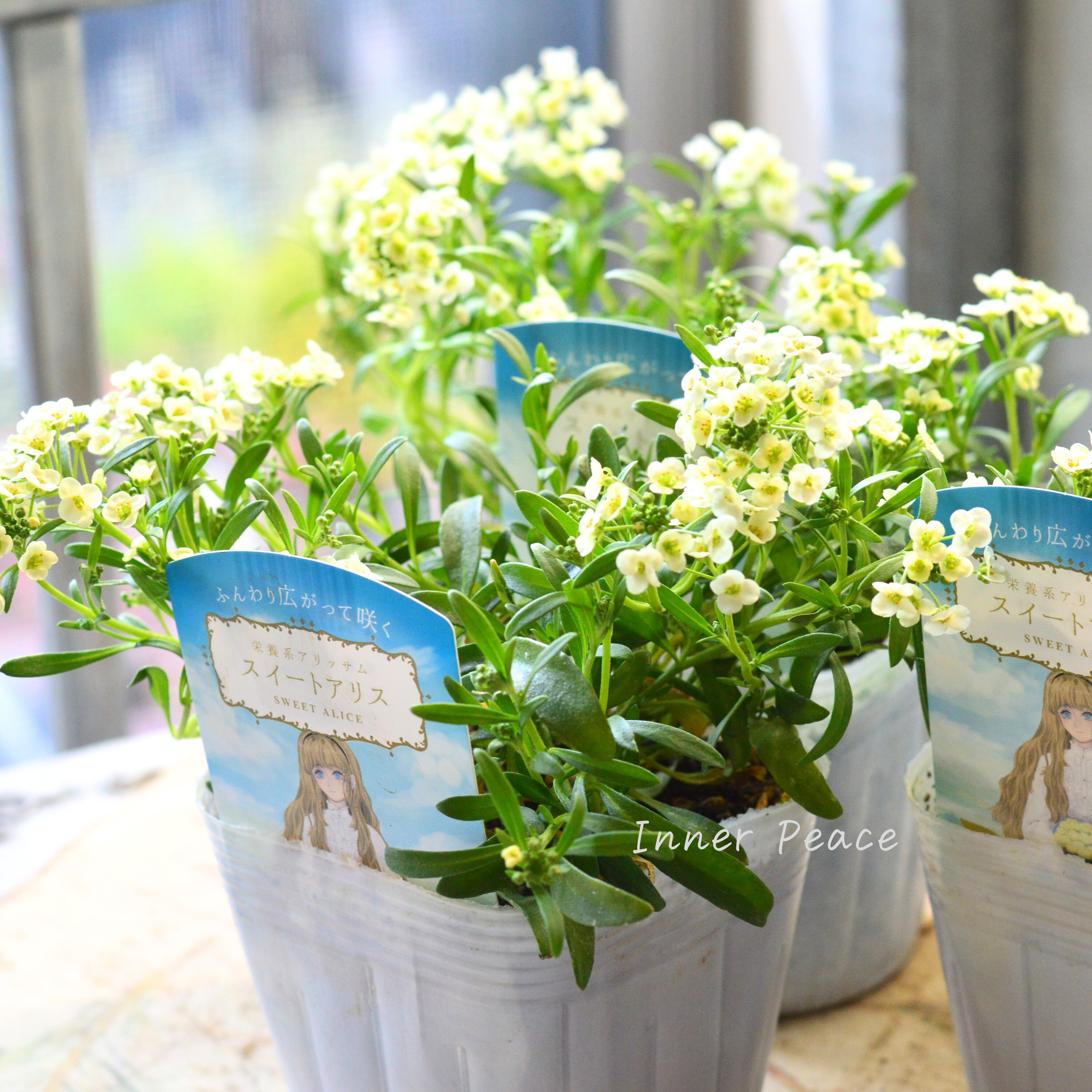 【栄養系】 スイートアリッサム 『スイートアリス・シャンパン』 3.5寸POT