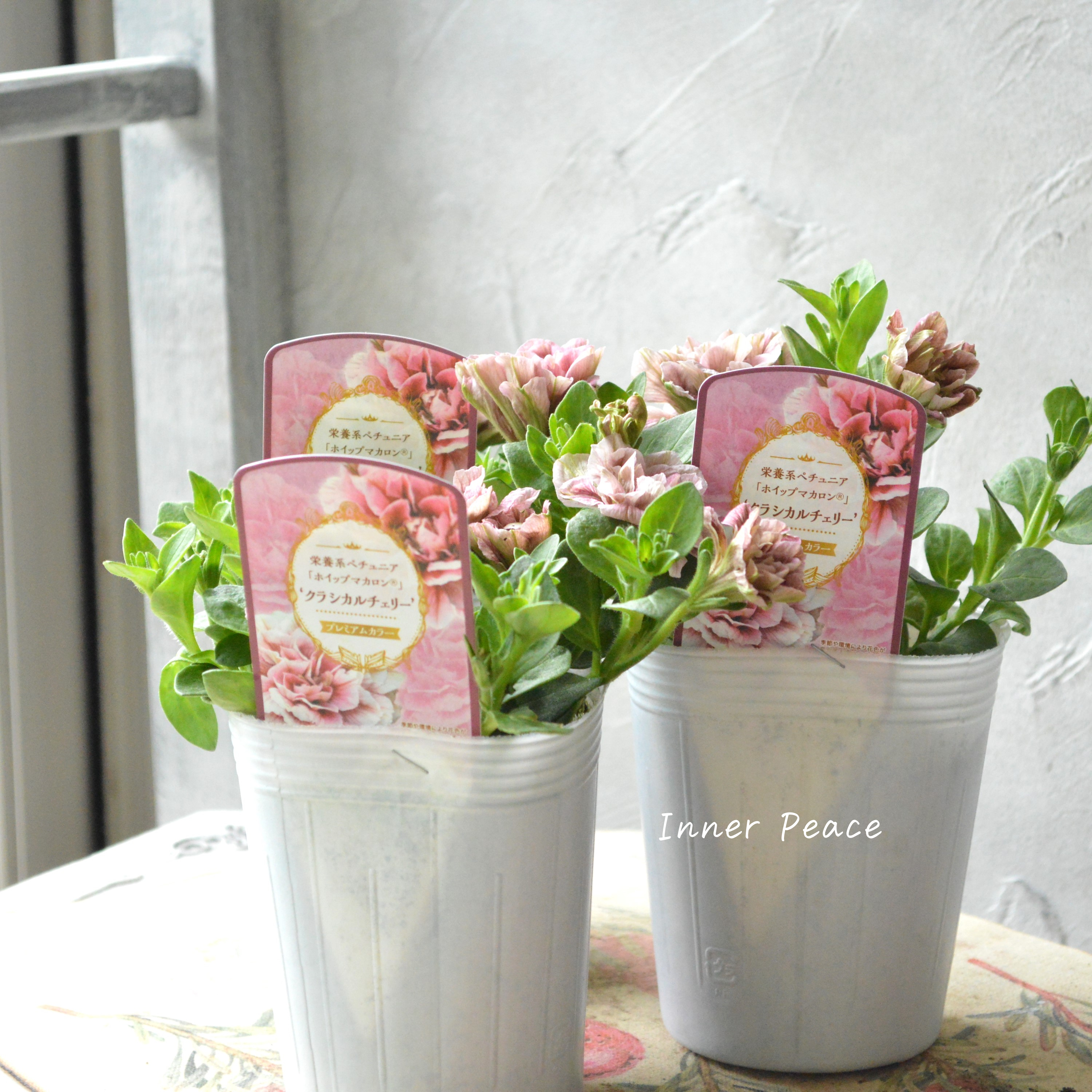 【花日和さんオリジナル】 ペチュニア 『ホイップマカロン・クラシカルチェリー』 3寸ロングPOT