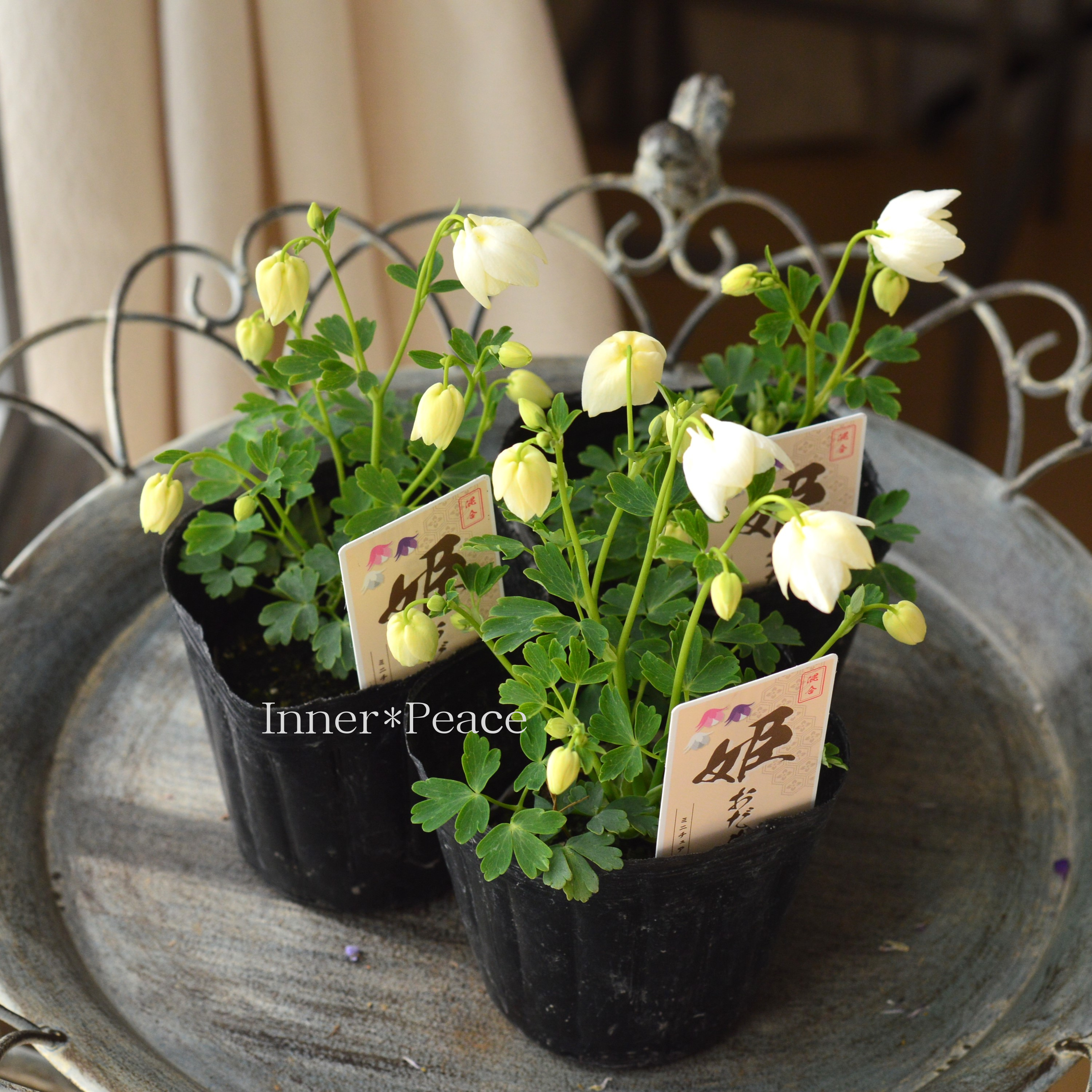 【かわいい】 姫オダマキ 『ホワイト系』 3寸POT