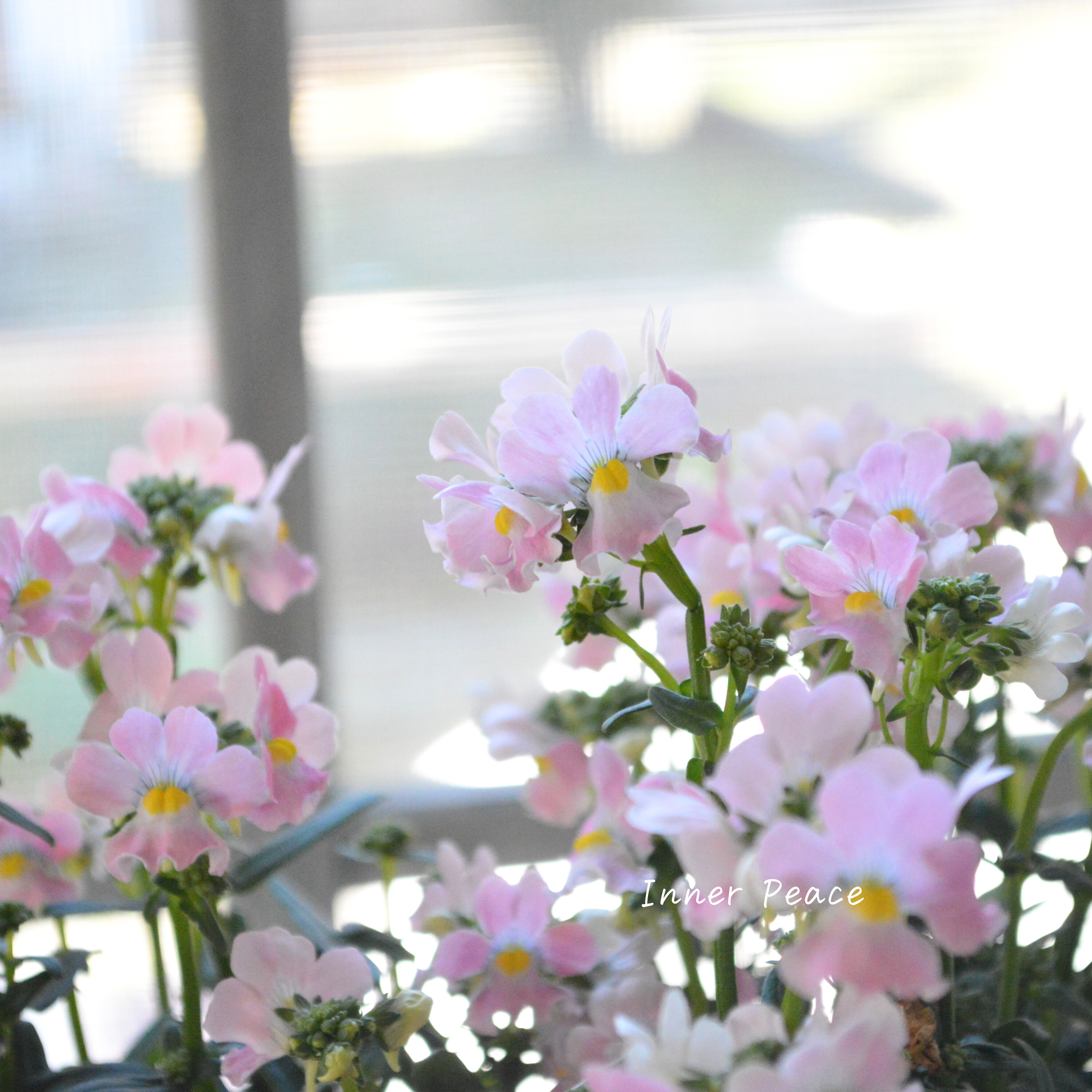 【ゲブラさん】 ネメシア・メーテル 『エレーヌ』 3.5寸POT