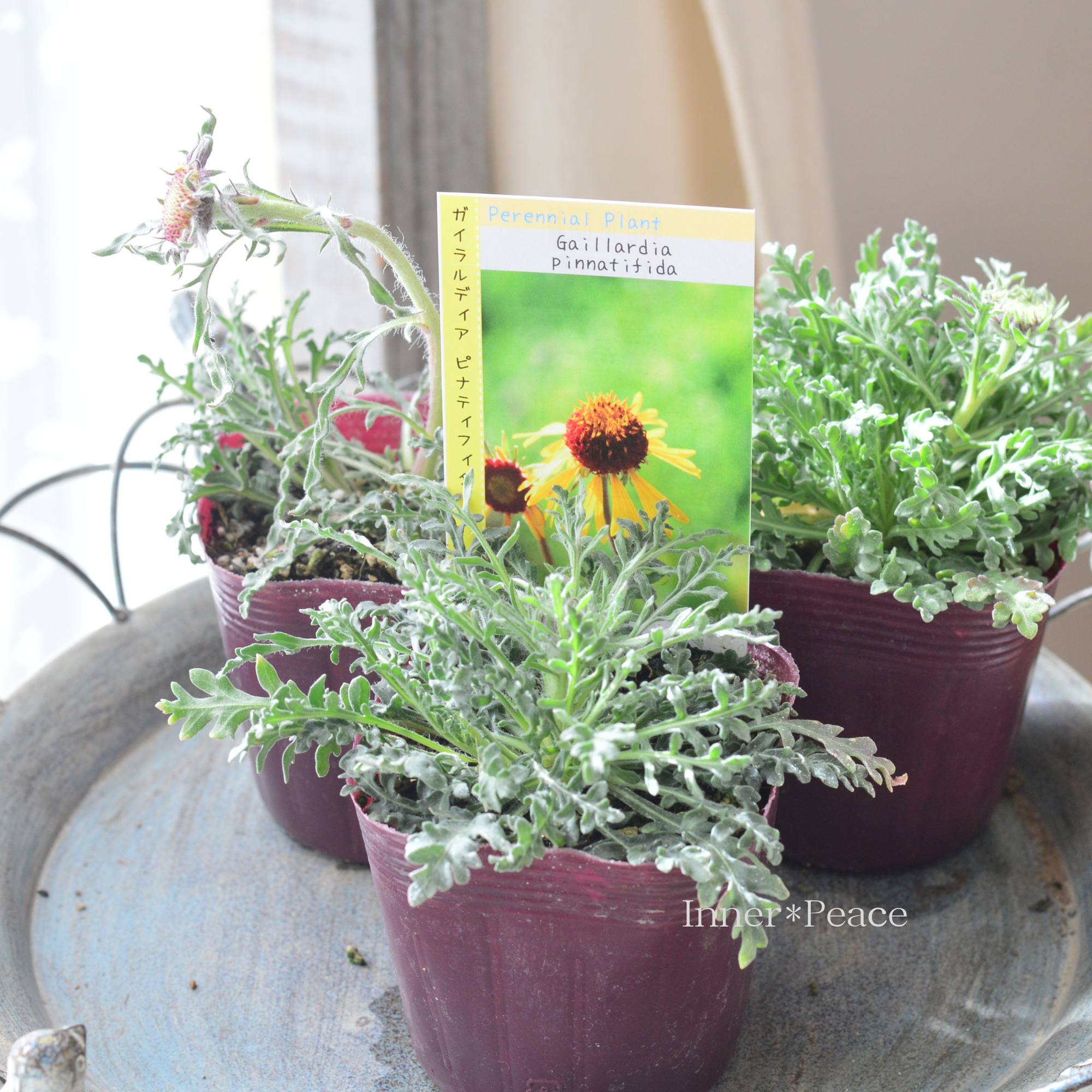 【希少】 ガイラルディア 『ピナティフィダ』 3.5寸POT